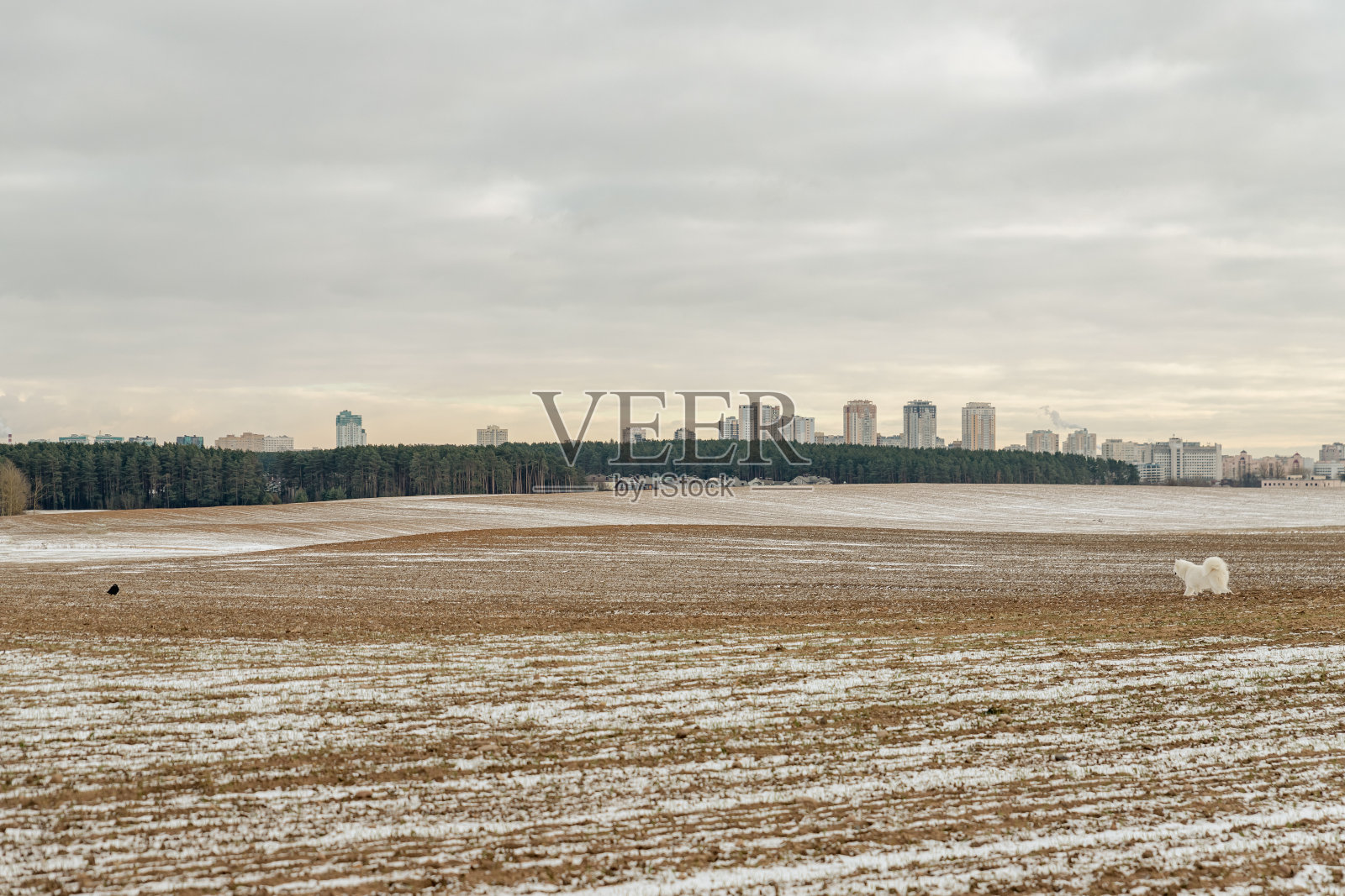 狗或狼和冠在冬季景观野地与动物照片摄影图片