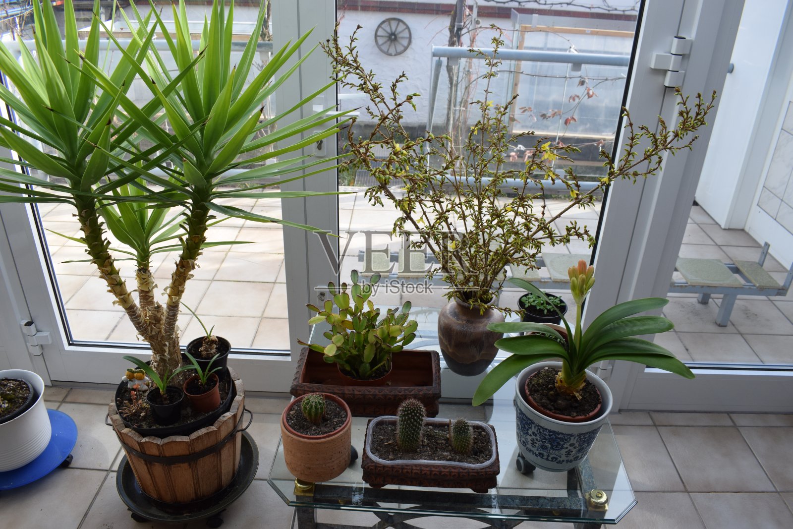 在冬季花园中有一些在早春开花的混合植物照片摄影图片