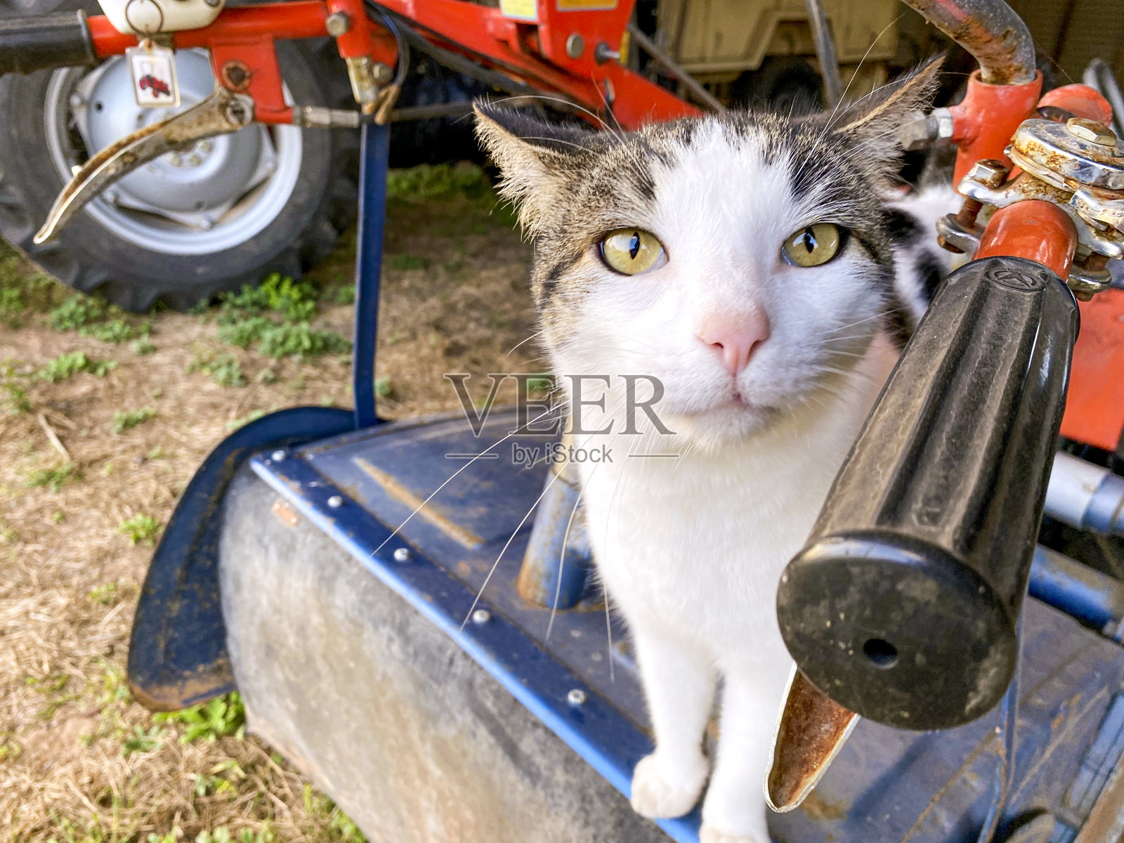 近距离的白色和灰色的猫直接看着相机在农业建筑的农场设备照片摄影图片