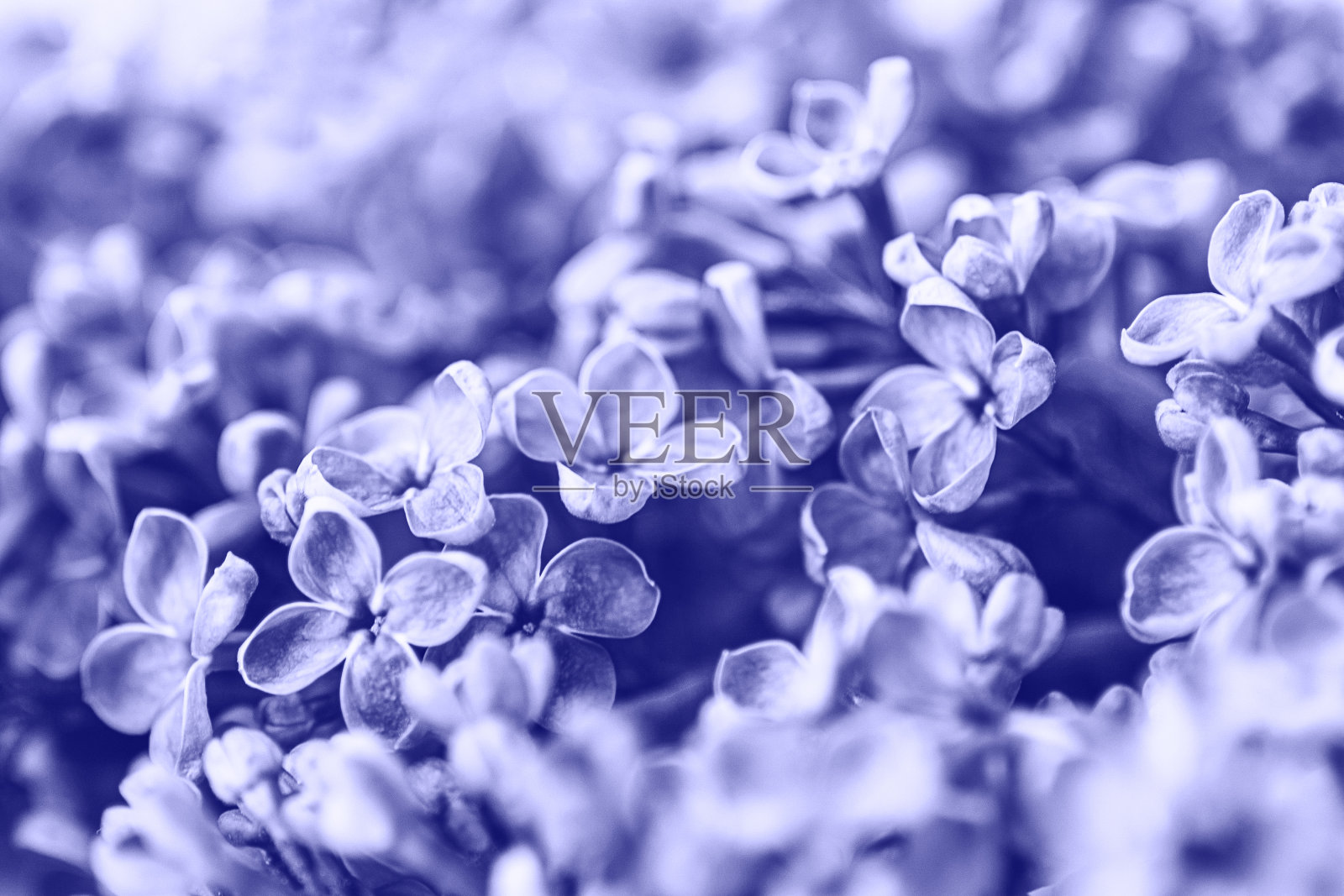 非常近紫丁香花背景,颜色趋势2022照片摄影图片