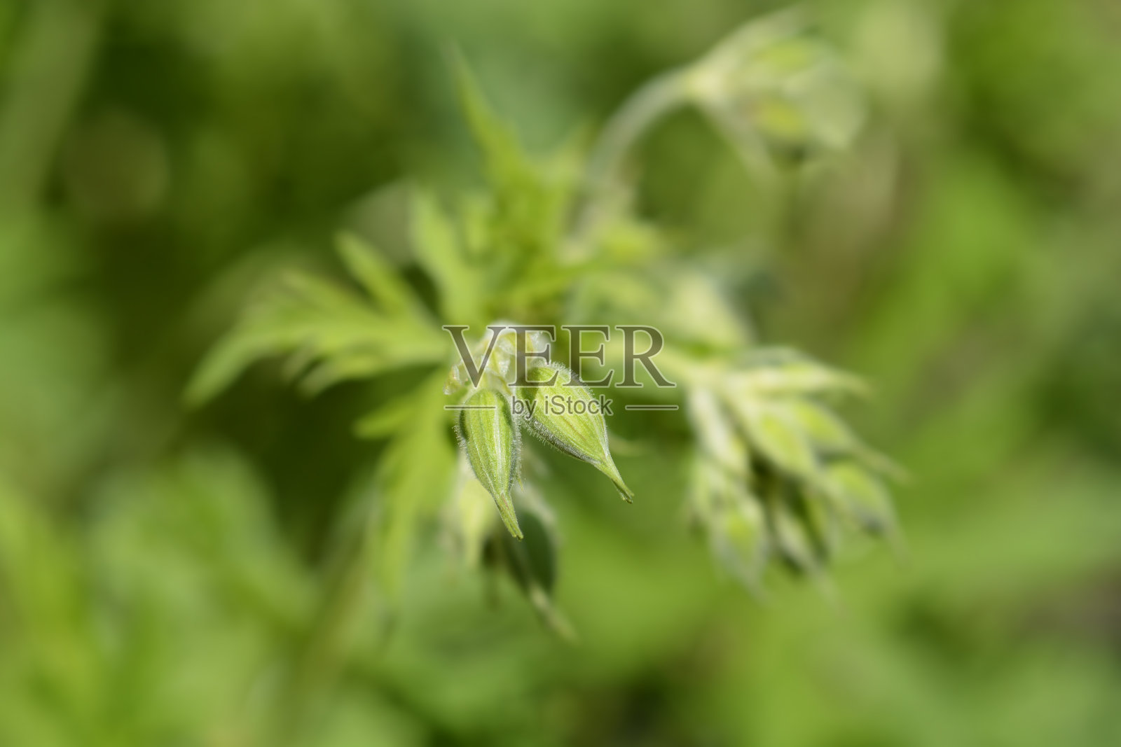 白草地陇牛儿苗科照片摄影图片