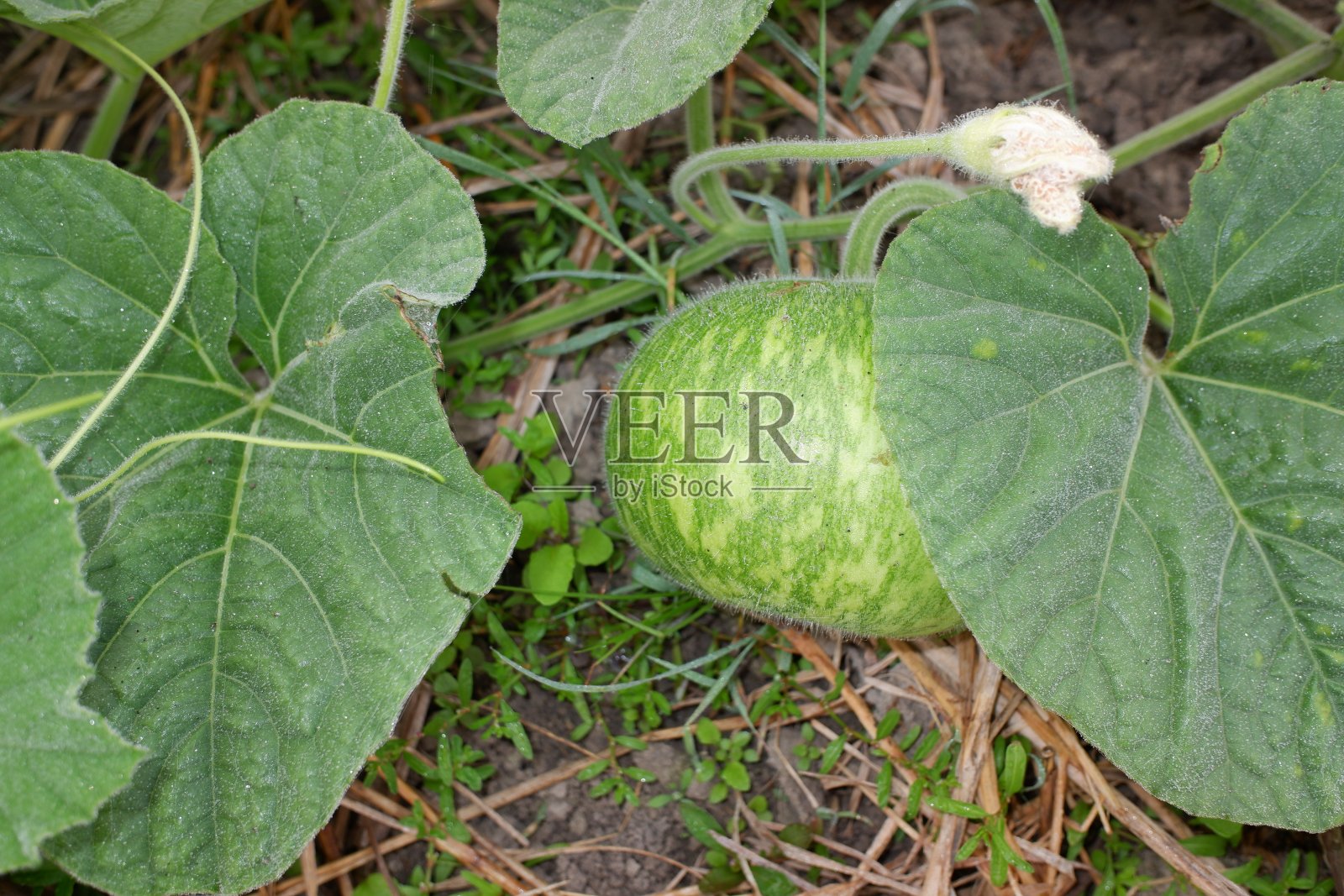 南瓜或南瓜,是最多样化的驯化物种之一。这两个物种很容易杂交,但它们的钙含量却有明显不同。农场里的南瓜叶。照片摄影图片