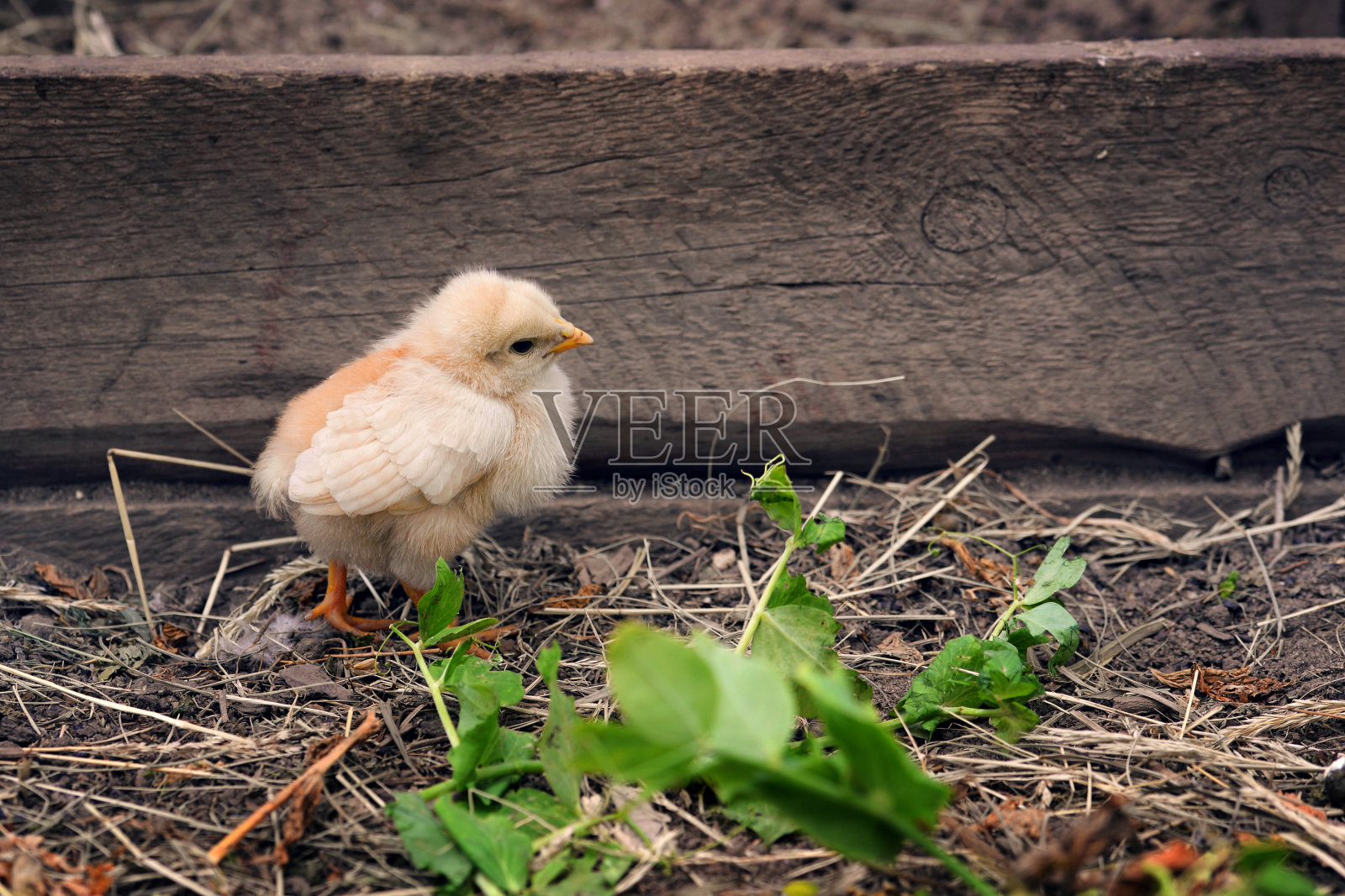 一只小红鸡在草地上走照片摄影图片