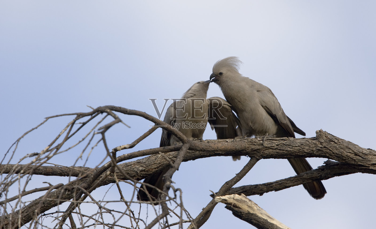 灰色的走开的鸟(criinifer concolor)照片摄影图片