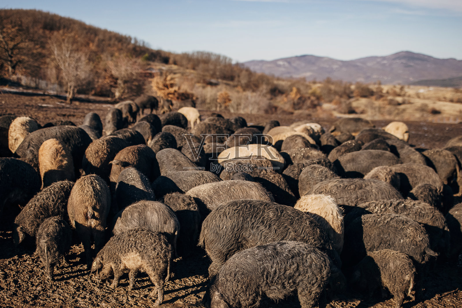 在塞尔维亚的露天农场上,一大群芒加里卡猪照片摄影图片