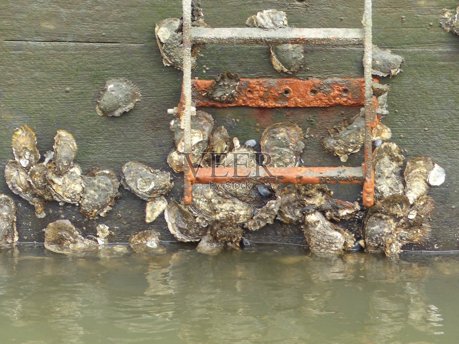 贝类、贻贝照片摄影图片