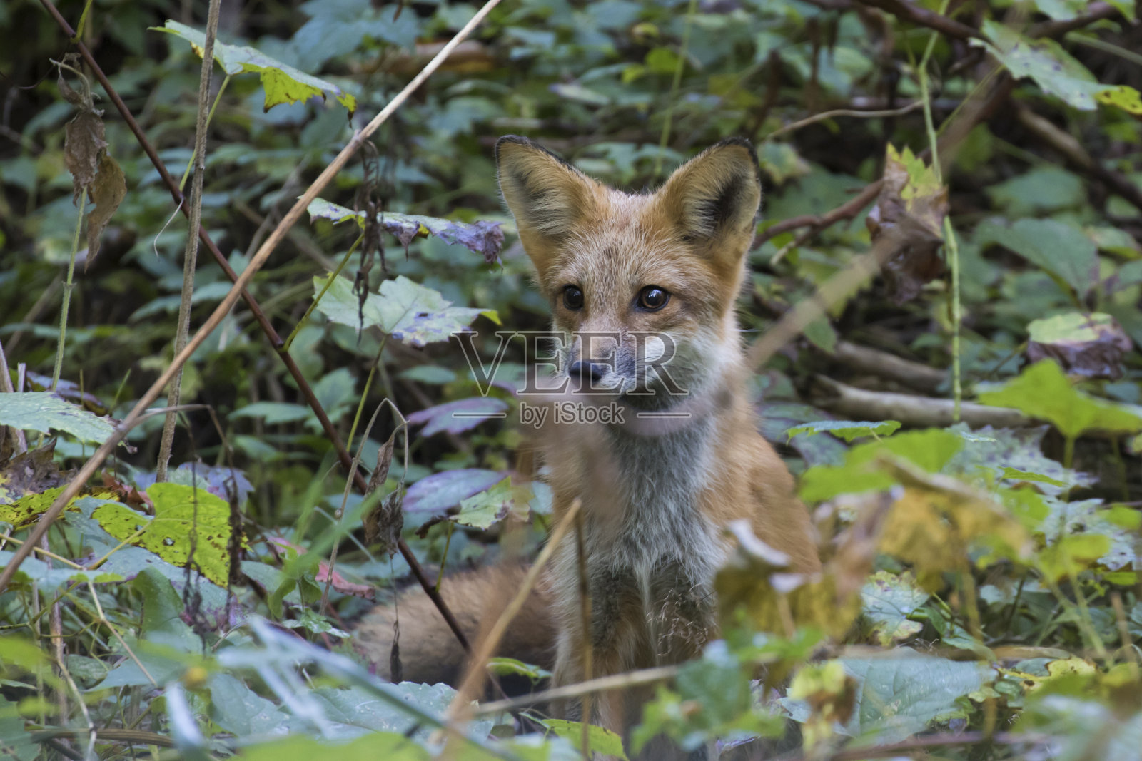 秋天可爱的小红狐照片摄影图片
