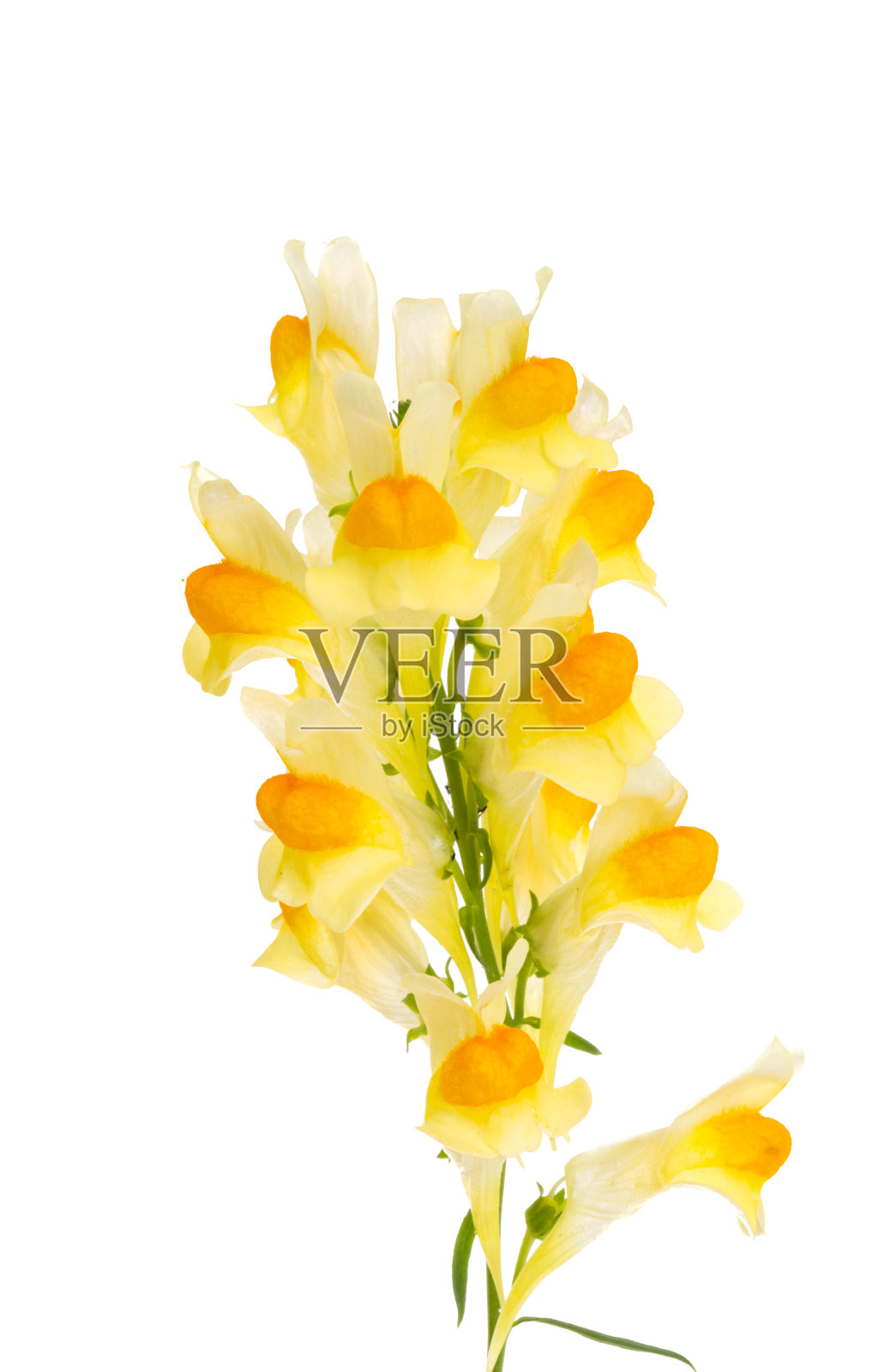 草甸snapdragon孤立照片摄影图片