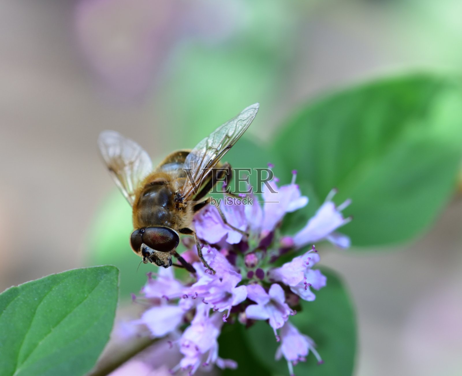 日光浴无人机照片摄影图片