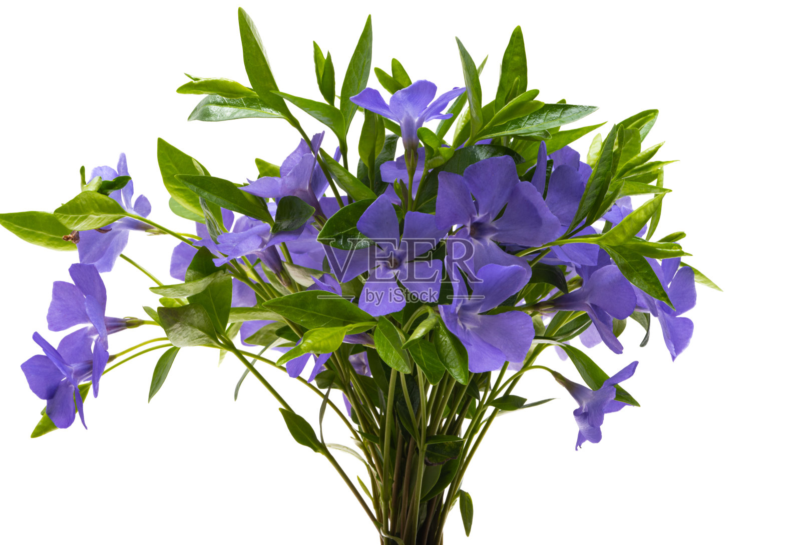 小长春花花孤立照片摄影图片