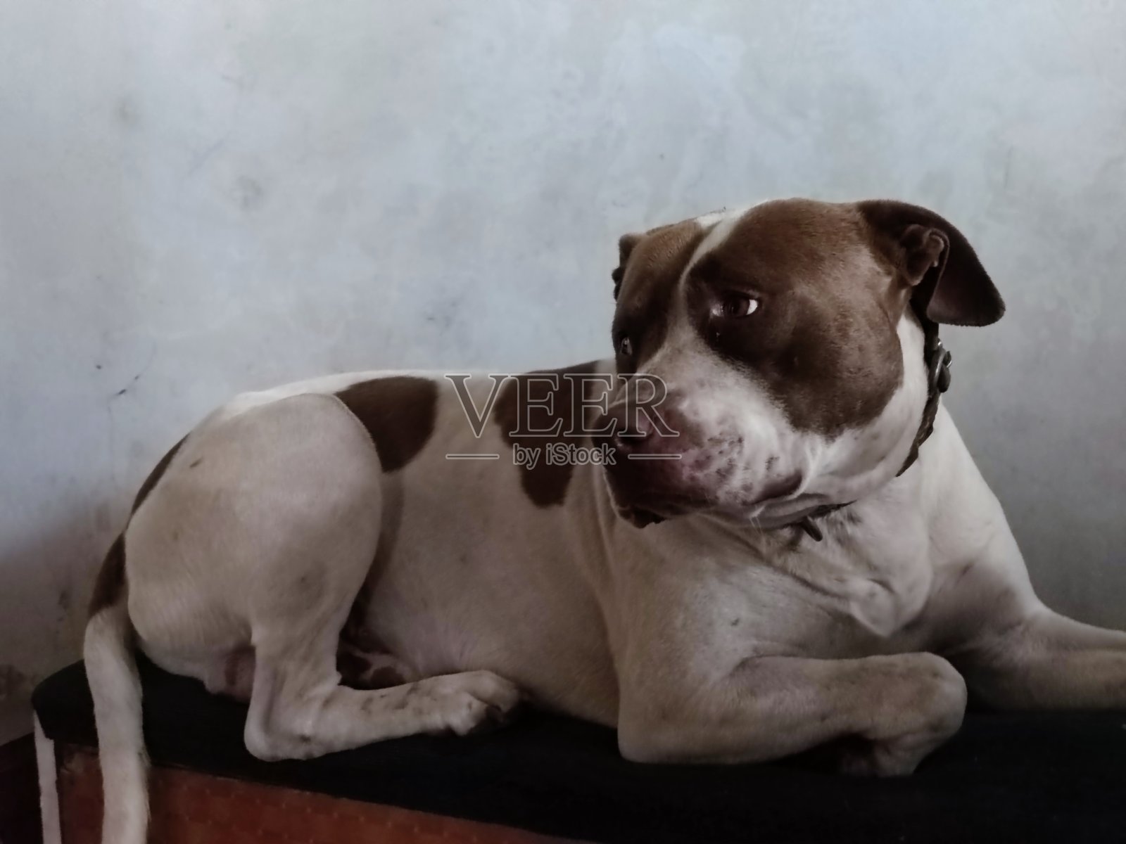 小狗照片摄影图片