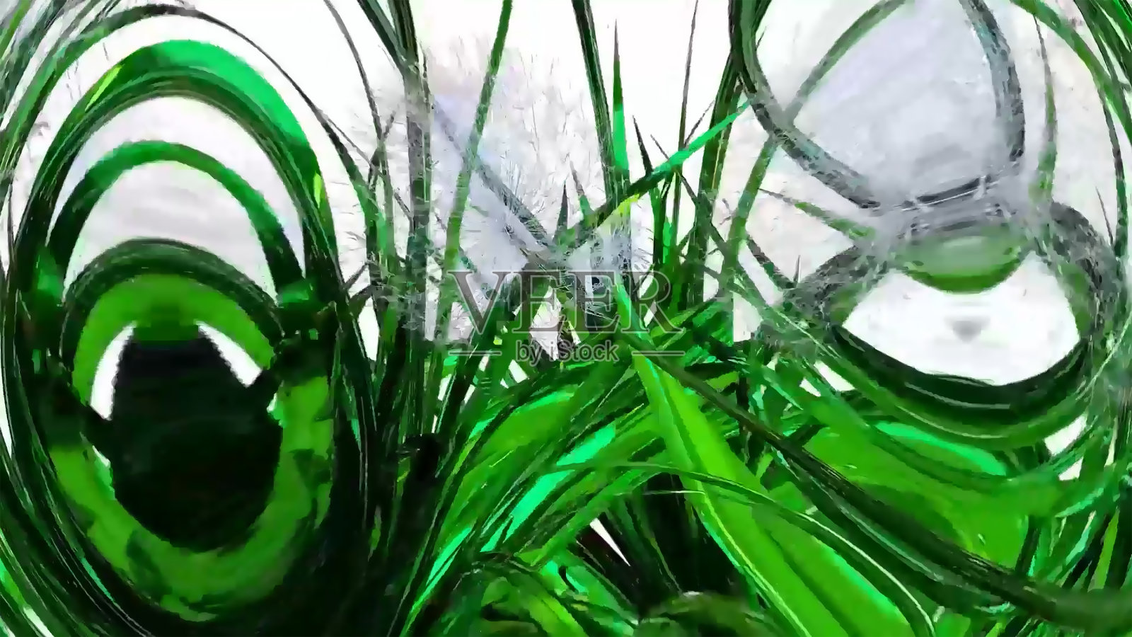 蒲公英种子植物3D渲染照片摄影图片