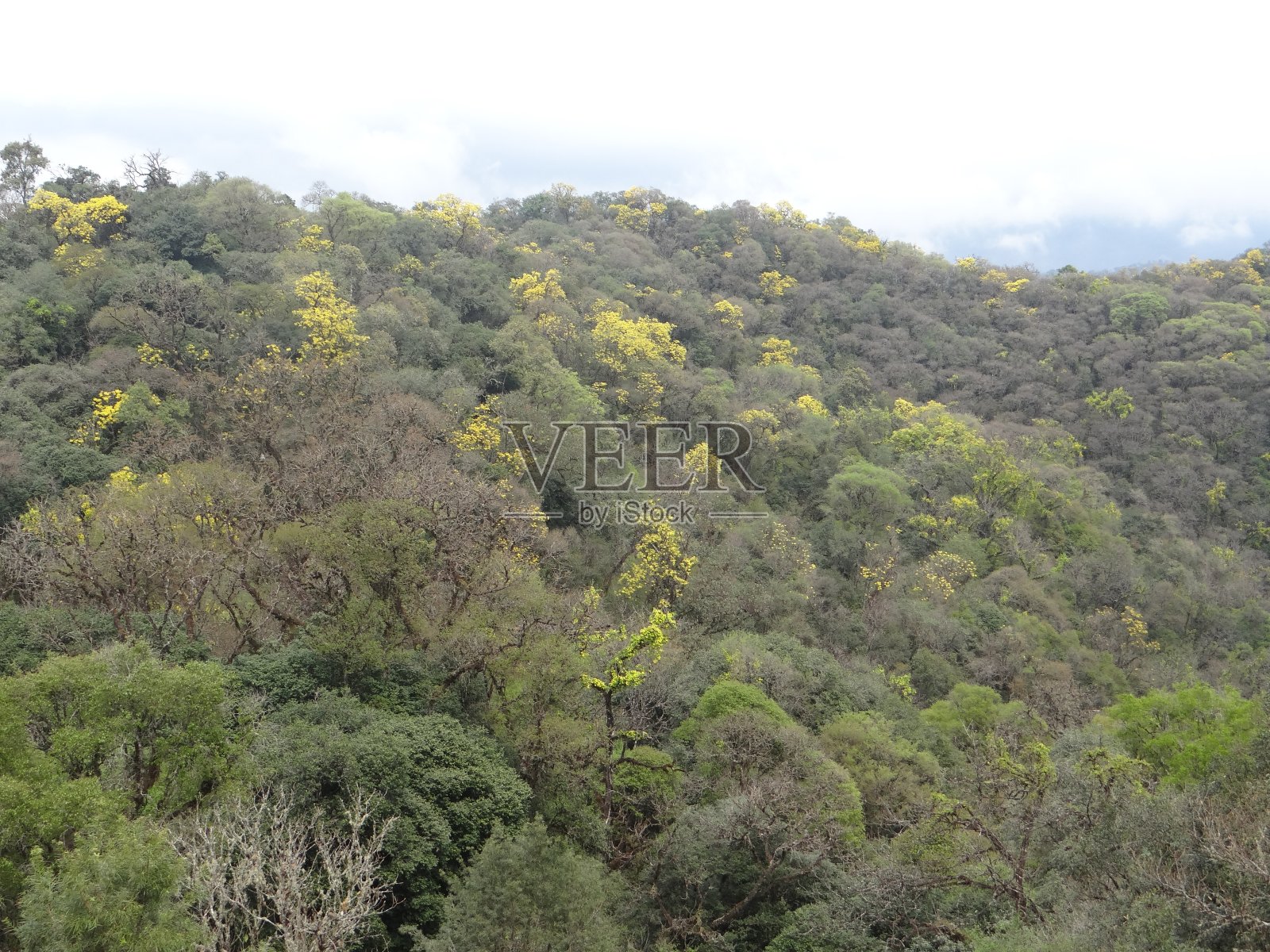 盛开的Lapachos照片摄影图片
