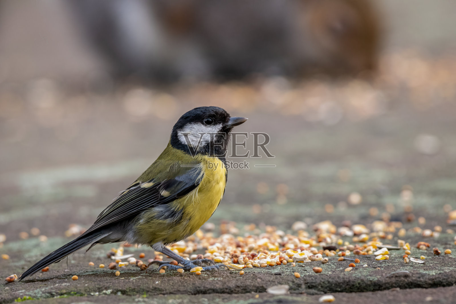 大山雀,在天然林地背景下进食。照片摄影图片