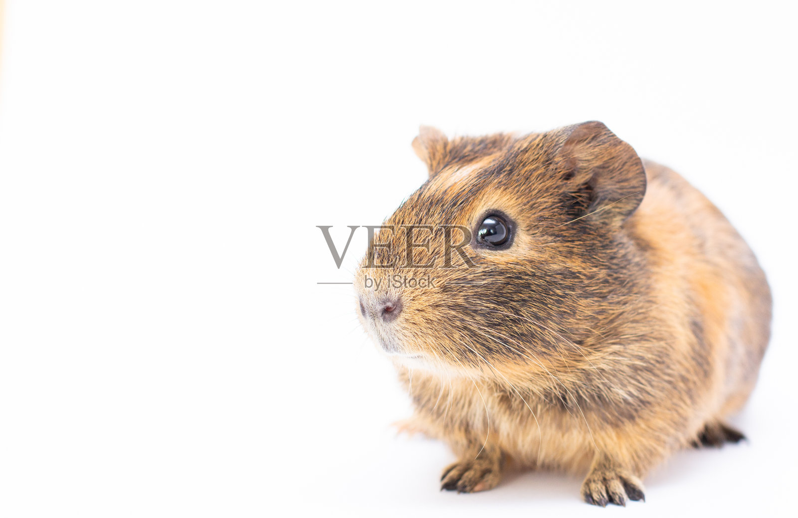 豚鼠在白色背景复制空间横幅照片摄影图片