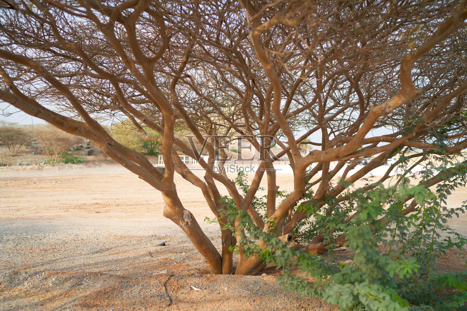 沙漠和灌木丛局部照片摄影图片