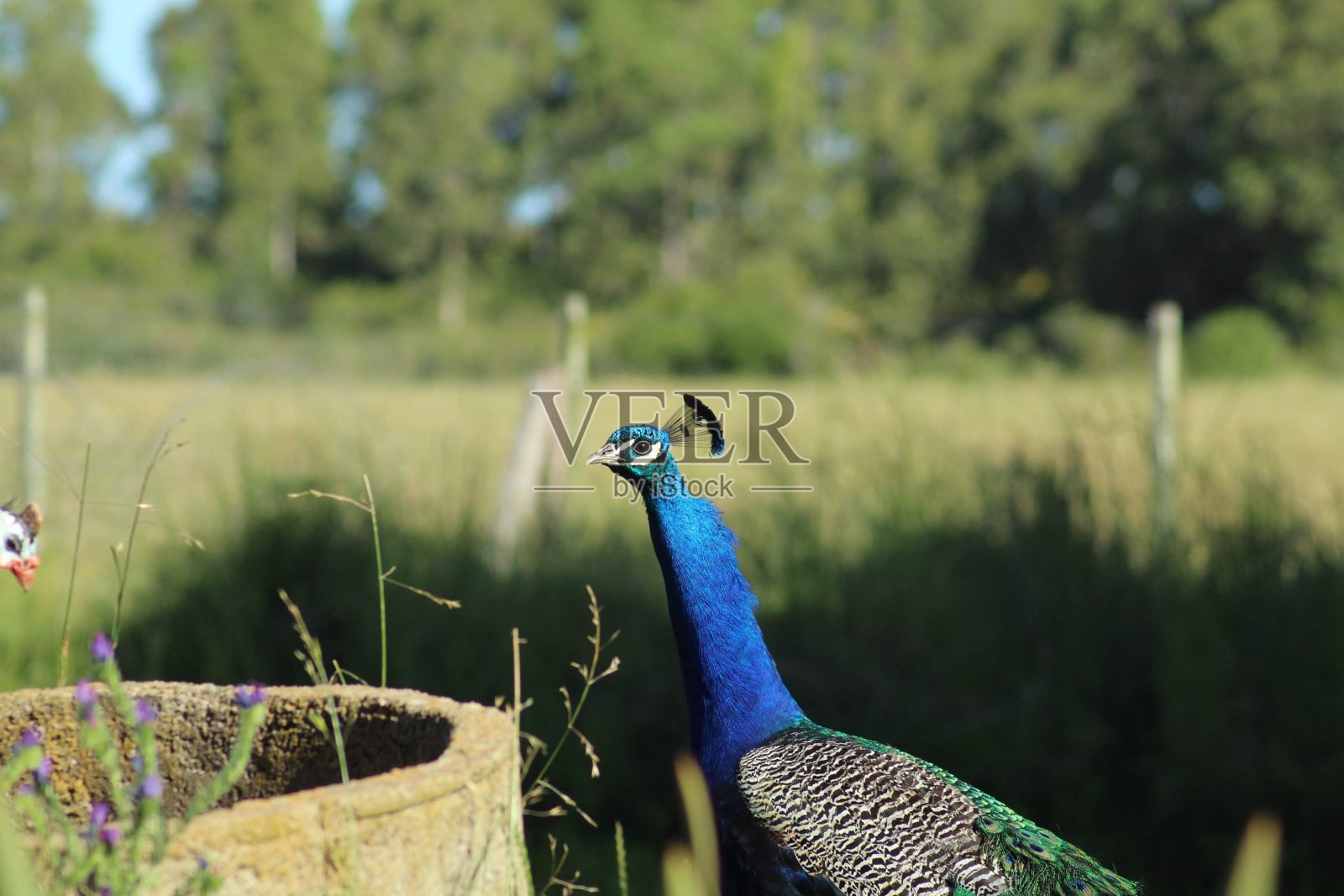 孔雀照片摄影图片