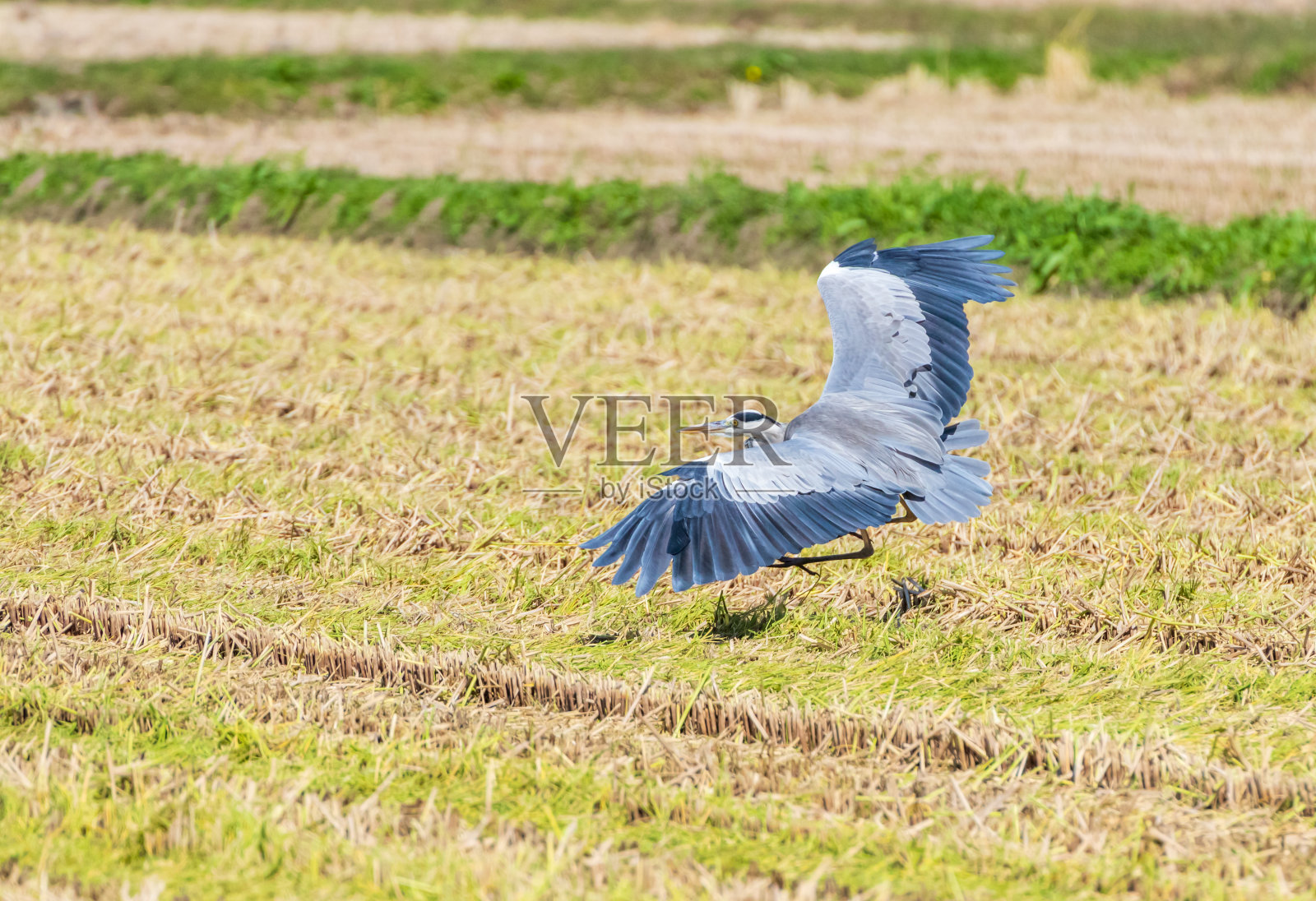 日本的水稻收获和苍鹭照片摄影图片