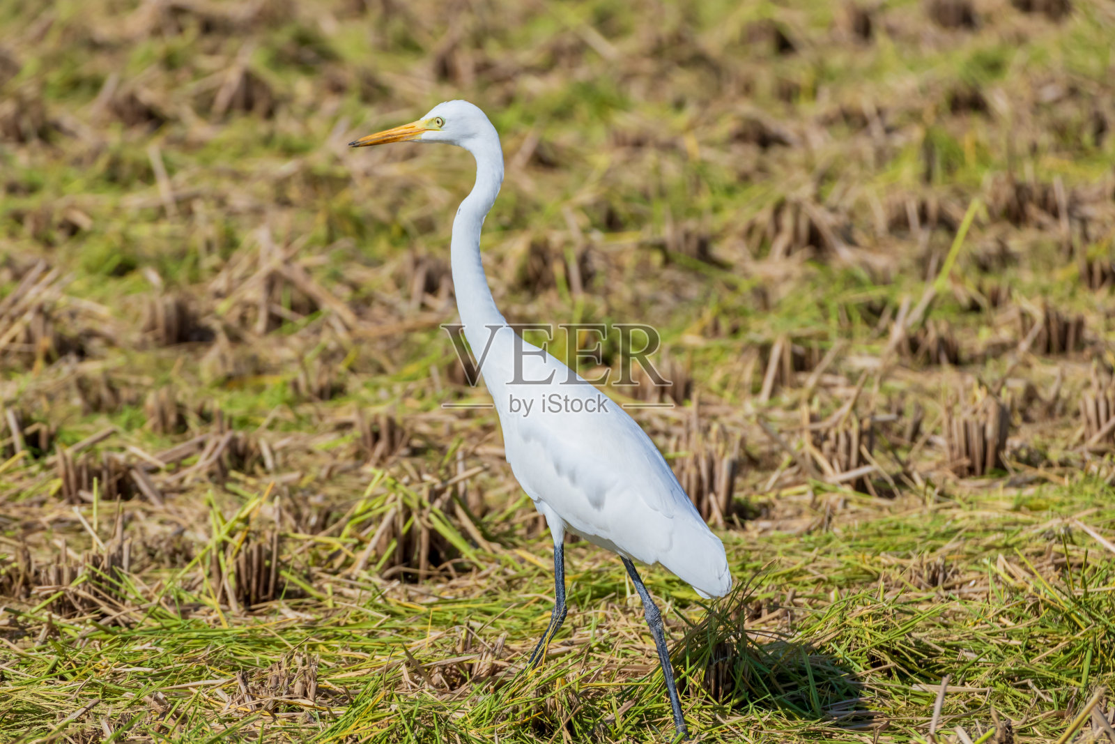 日本的水稻收获和苍鹭照片摄影图片