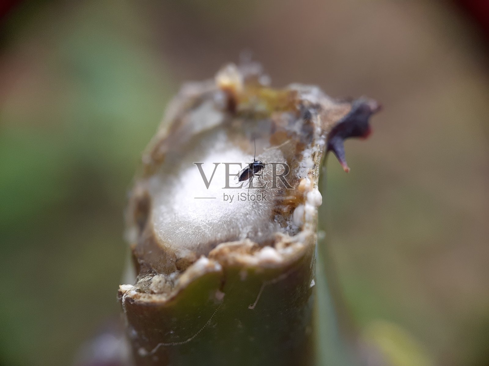 昆虫在树照片摄影图片