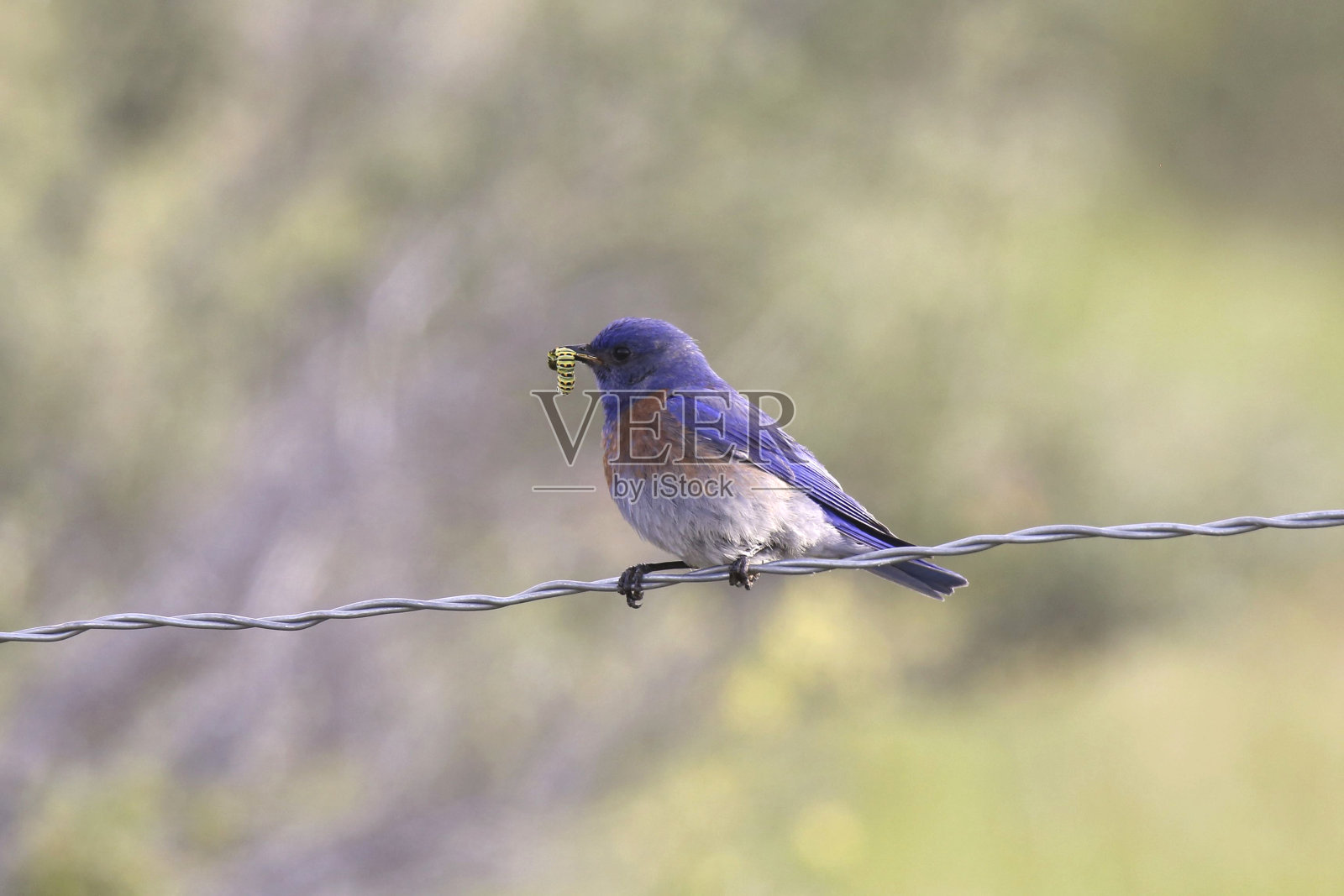西部蓝鸟(sialia mexicana)照片摄影图片