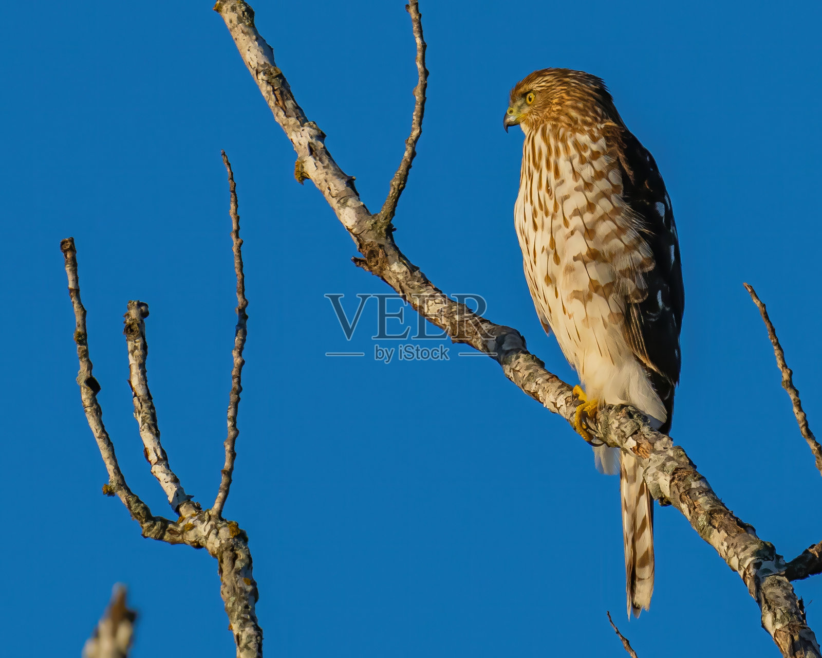苍鹰或者库伯鹰照片摄影图片