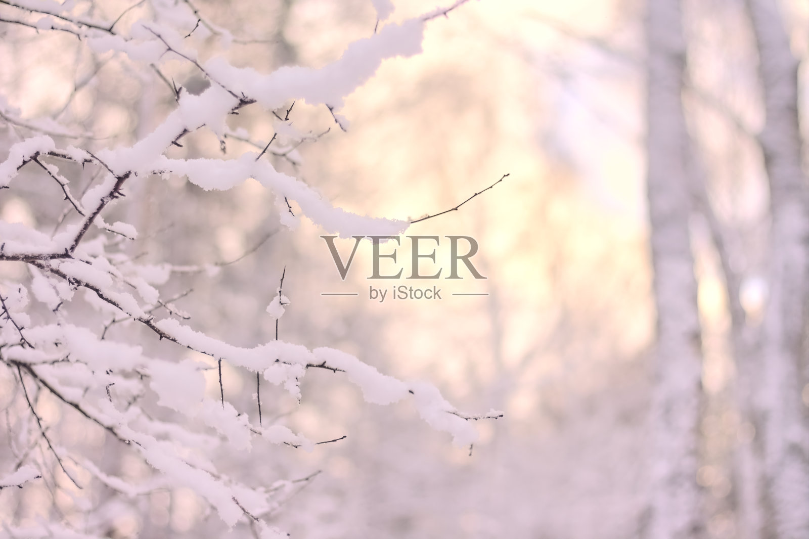 积雪覆盖的树枝在一个模糊的冬季森林的背景。副本的空间。照片摄影图片