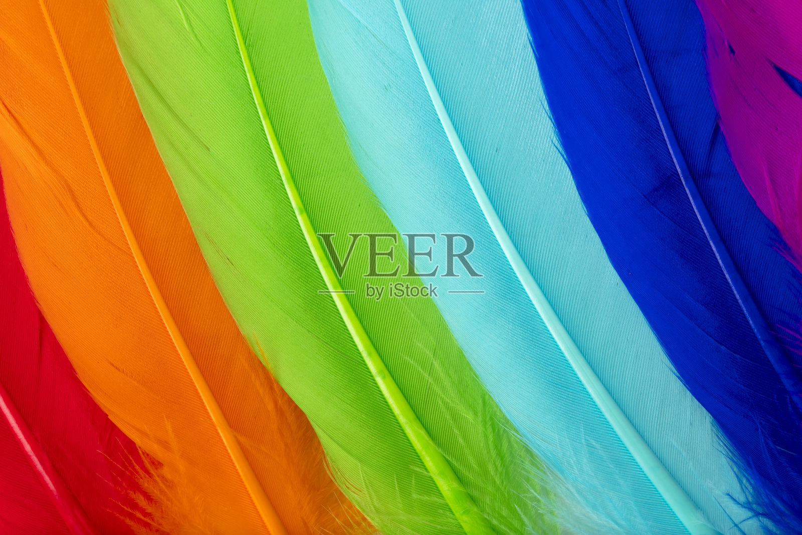 羽毛集特写(多色)照片摄影图片