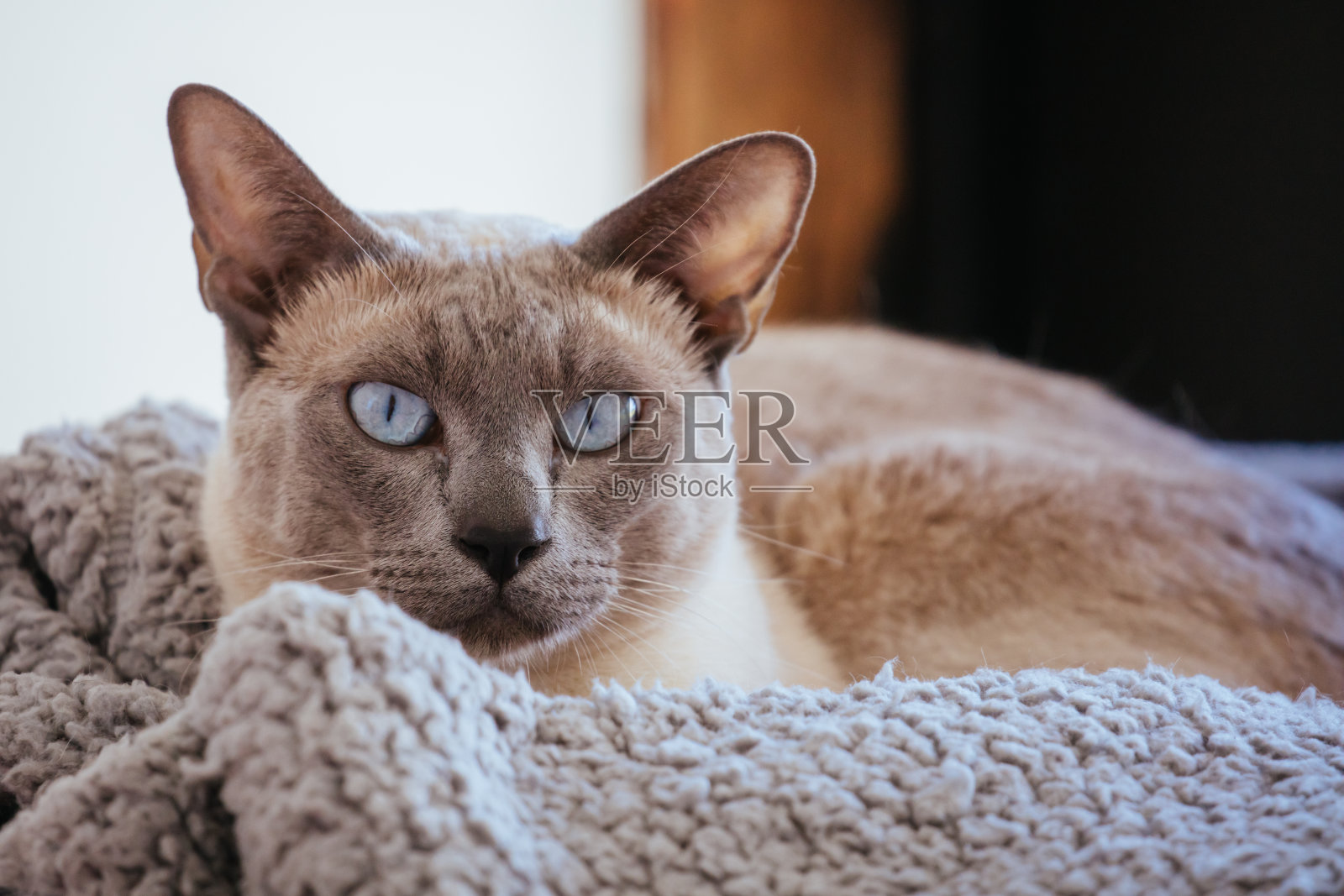 澳大利亚的东京猫照片摄影图片