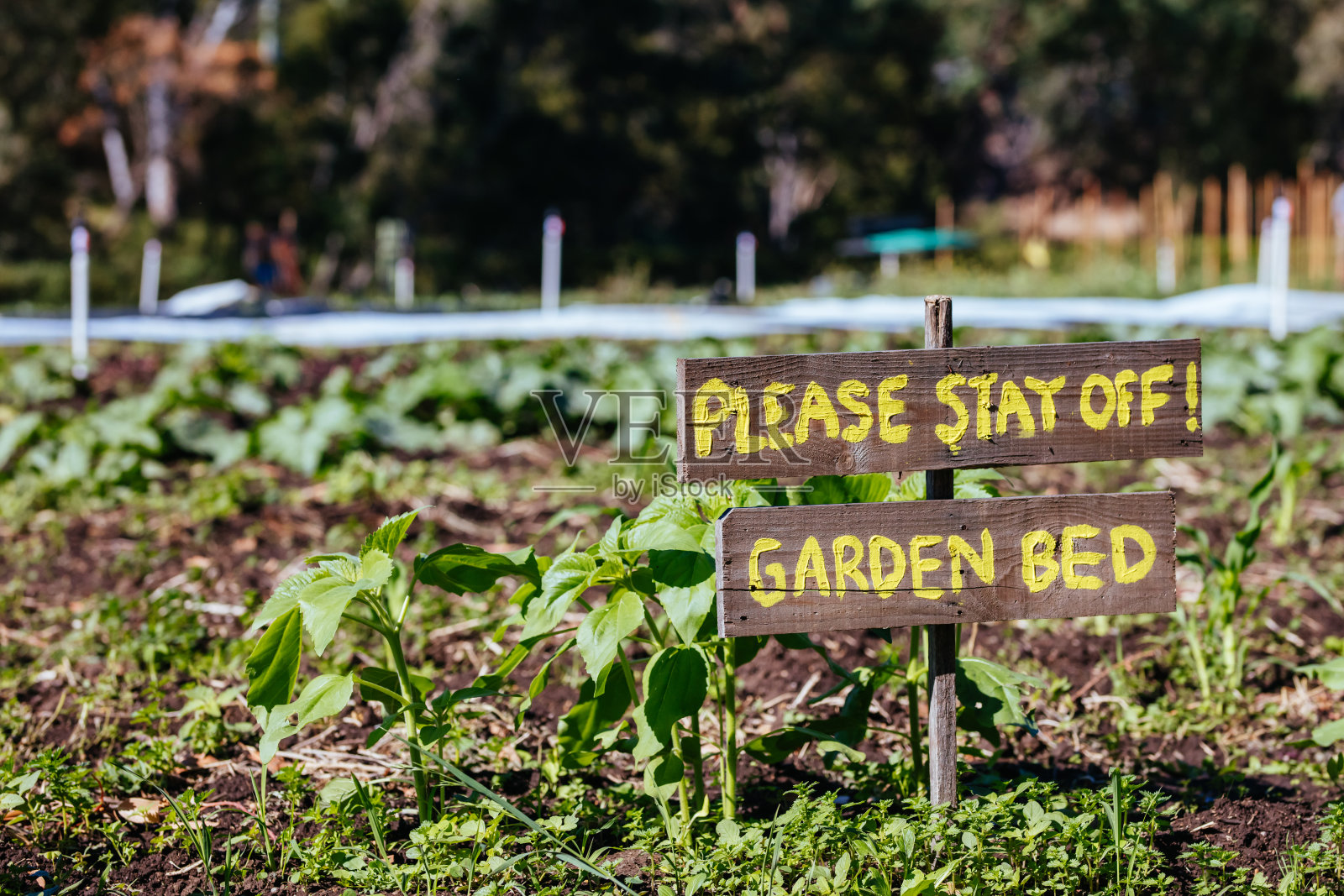 澳大利亚的城市花园地块照片摄影图片