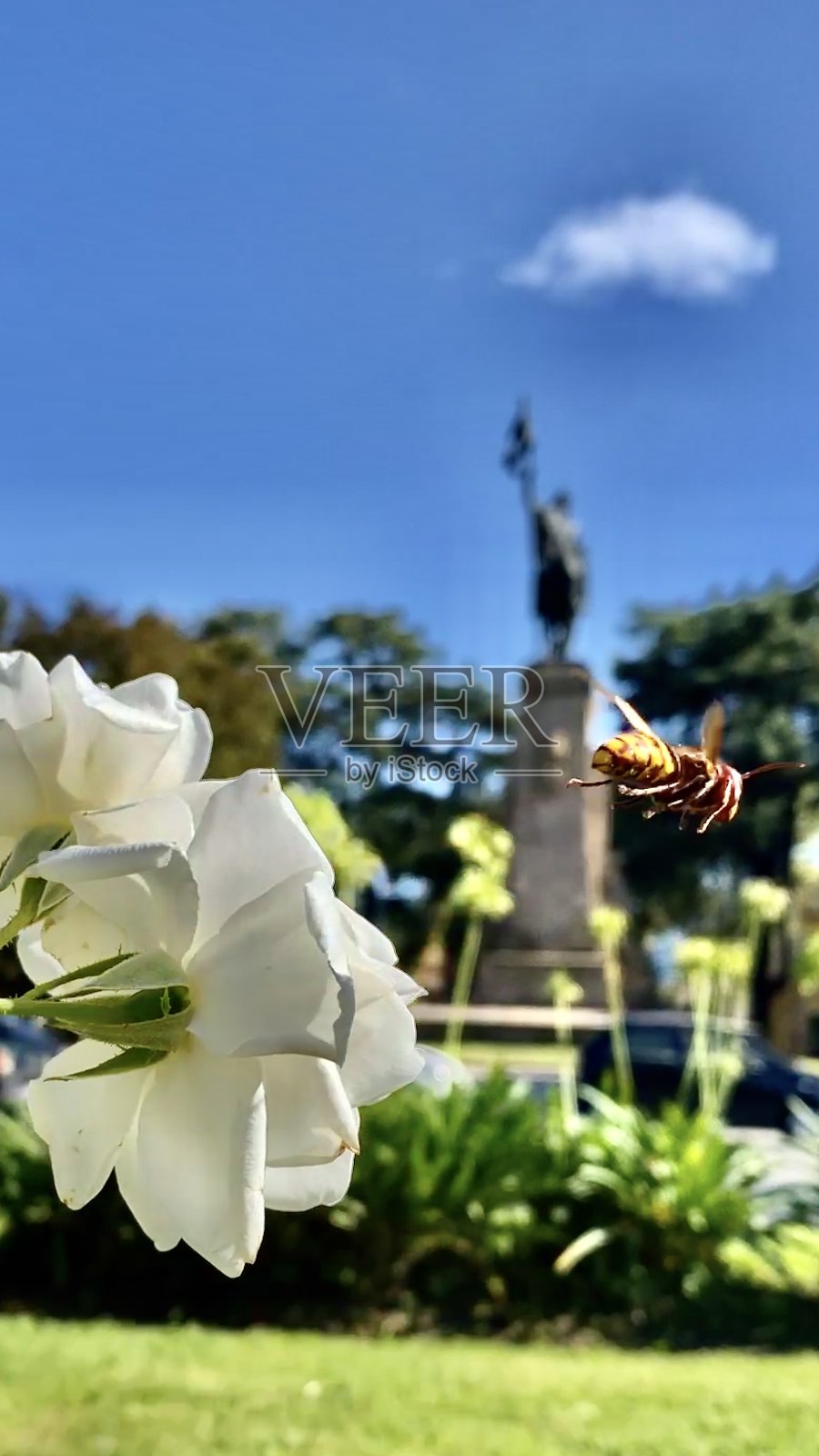 安杰洛尼的马术纪念碑,“la patria vincitrice”,位于圣彼得罗门;卢卡,托斯卡纳,意大利。照片摄影图片