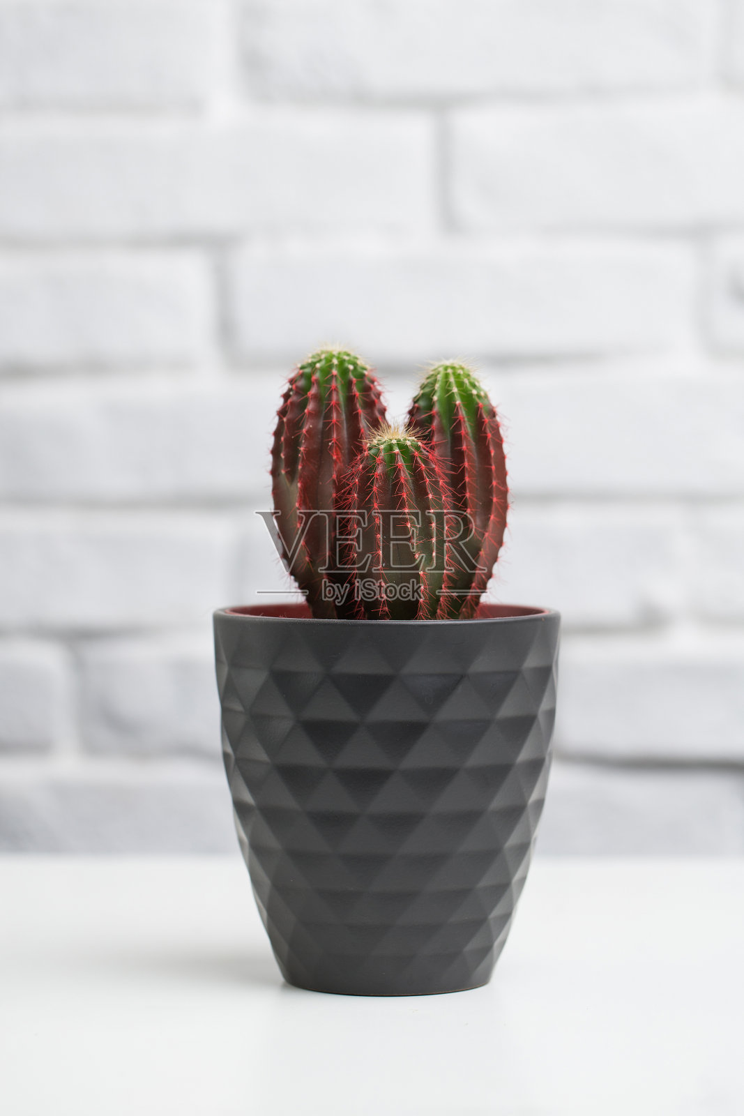 砖墙背景上的小房子植物照片摄影图片