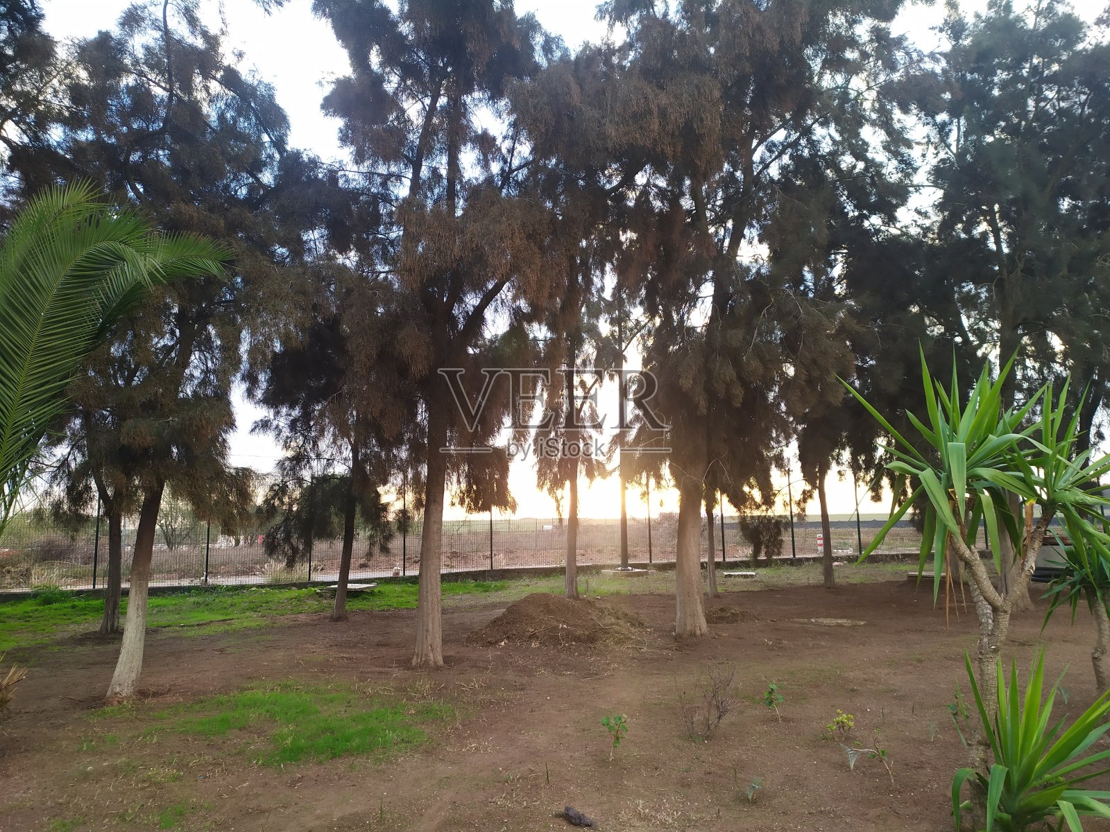 日出照片摄影图片