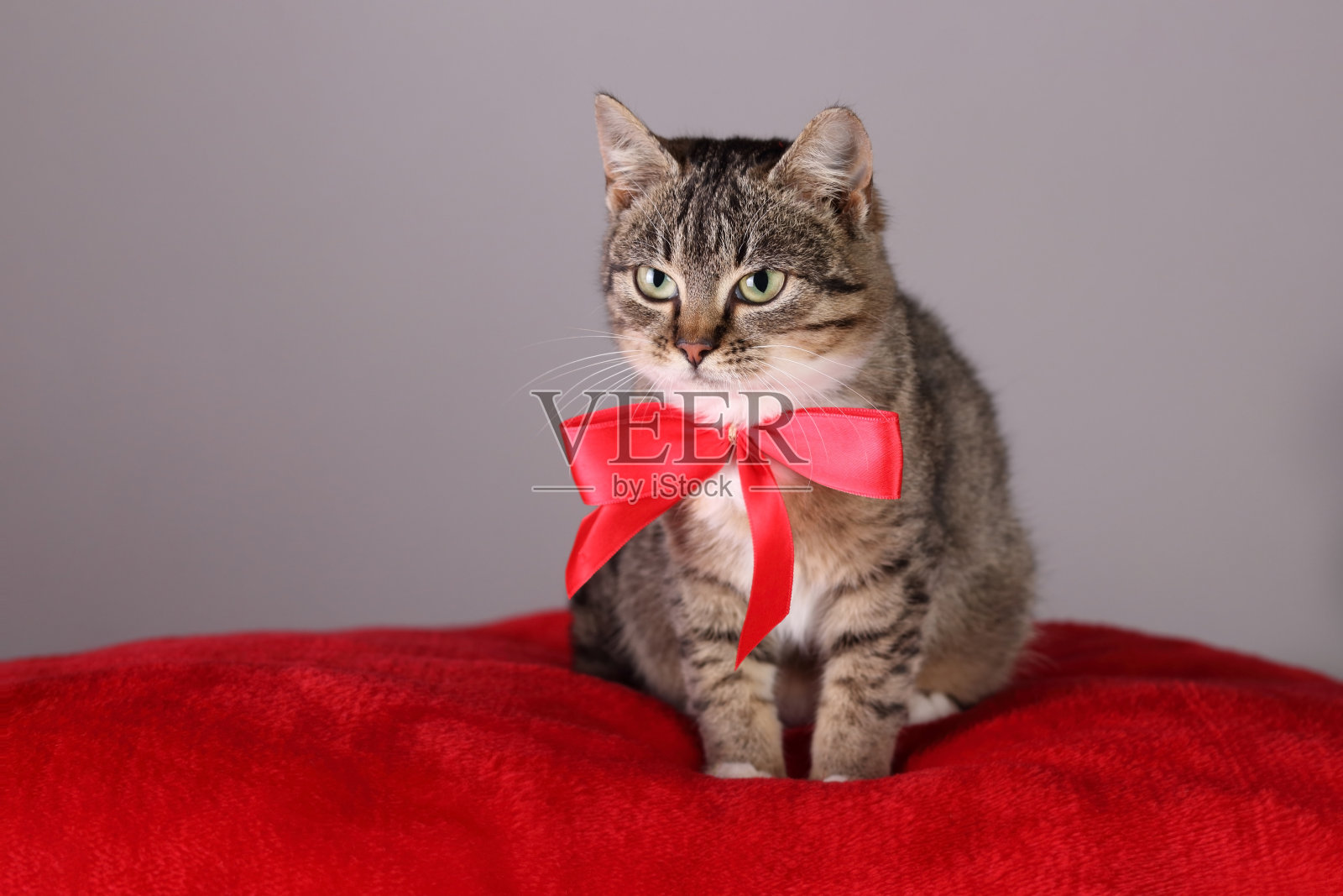 灰色的猫带着一个红色的蝴蝶结。新年快乐。圣诞快乐。礼物照片摄影图片