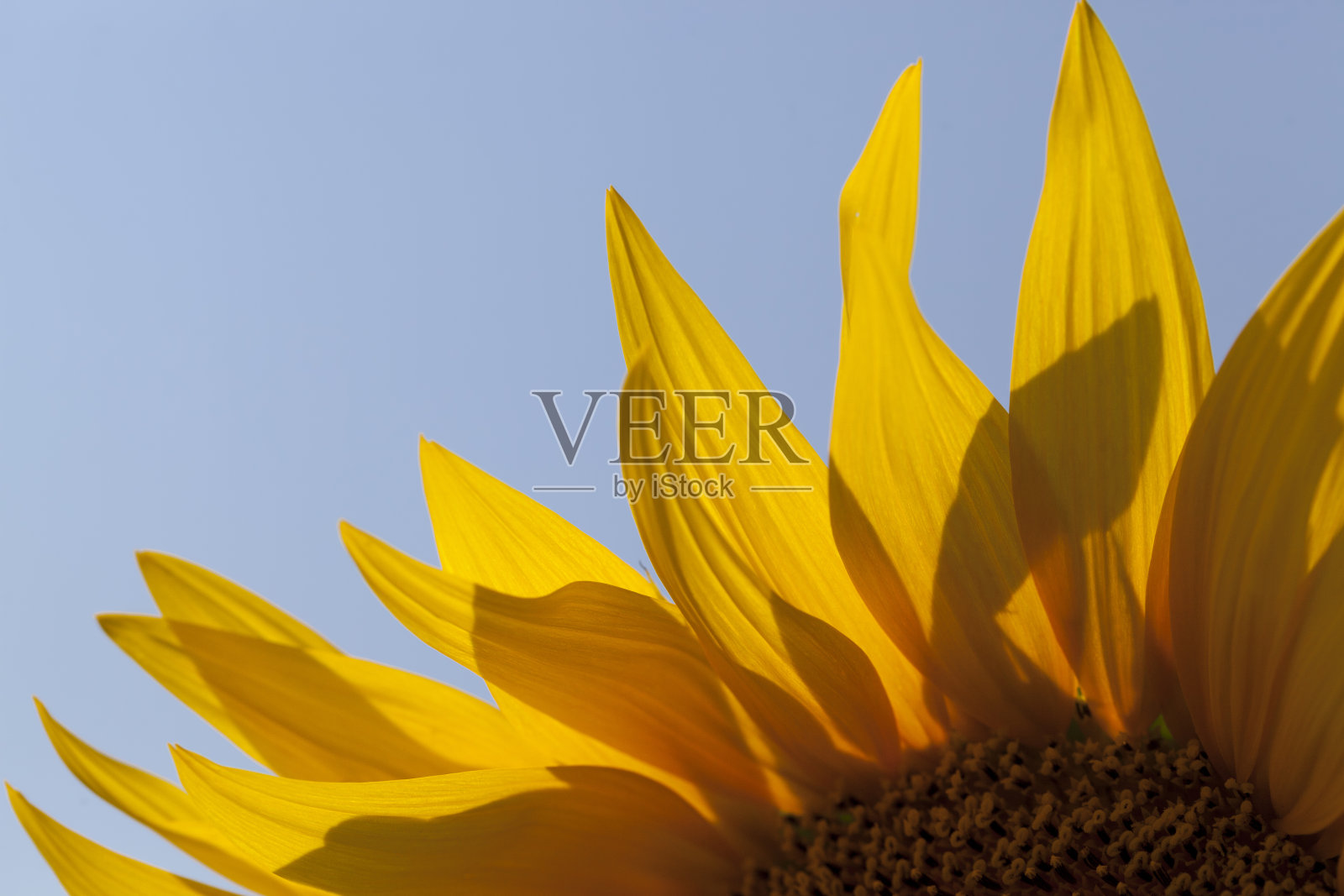 向日葵在阳光充足的天气开花照片摄影图片