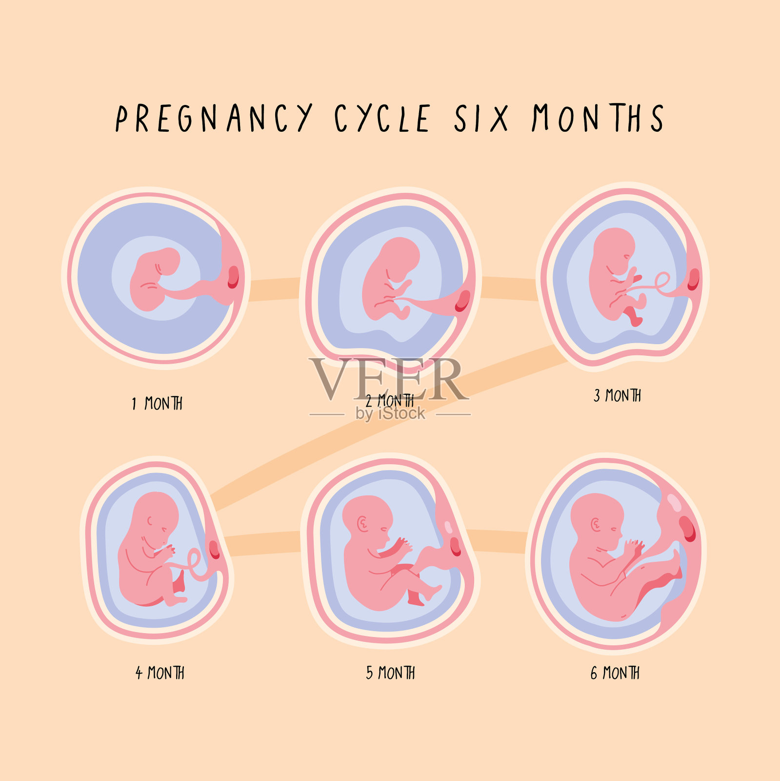 胚胎发育第六周期插画图片素材