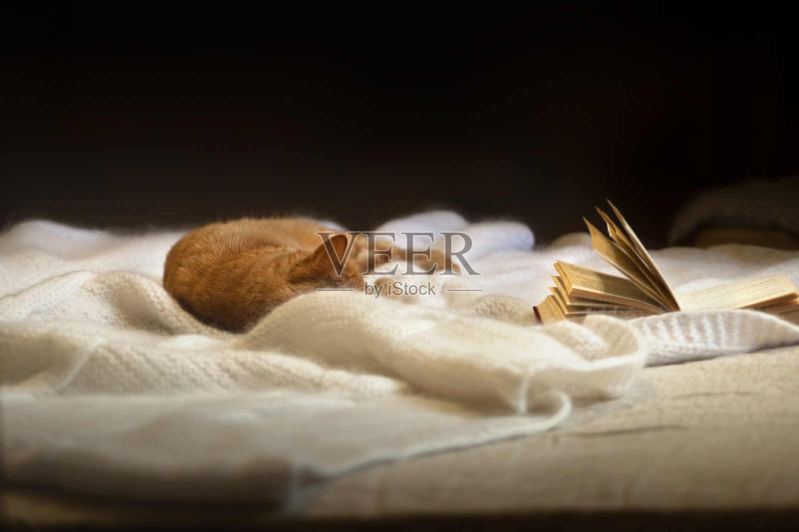 一只可爱的红猫睡在床上编织的马海毛毯子上,慵懒地享受着幸福,旁边是打开的书,温暖舒适的灯光照片摄影图片