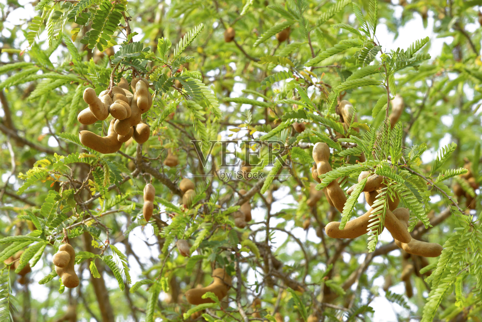 罗望子在树上与世隔绝照片摄影图片