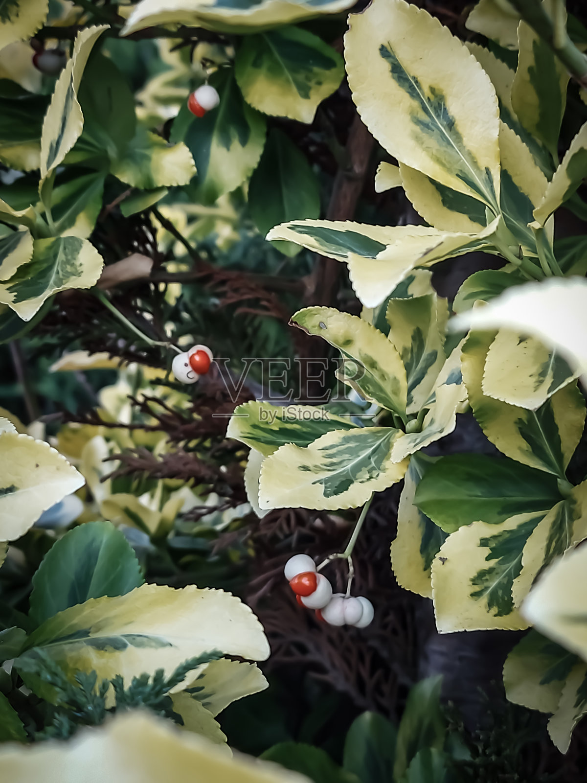 自然,植物照片摄影图片