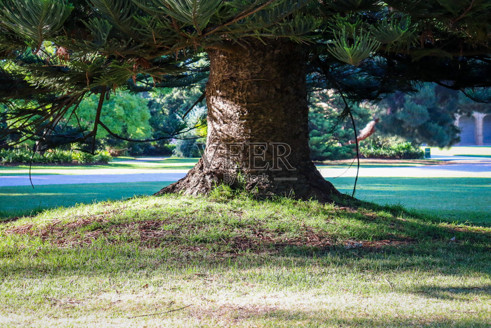公园里的树照片摄影图片