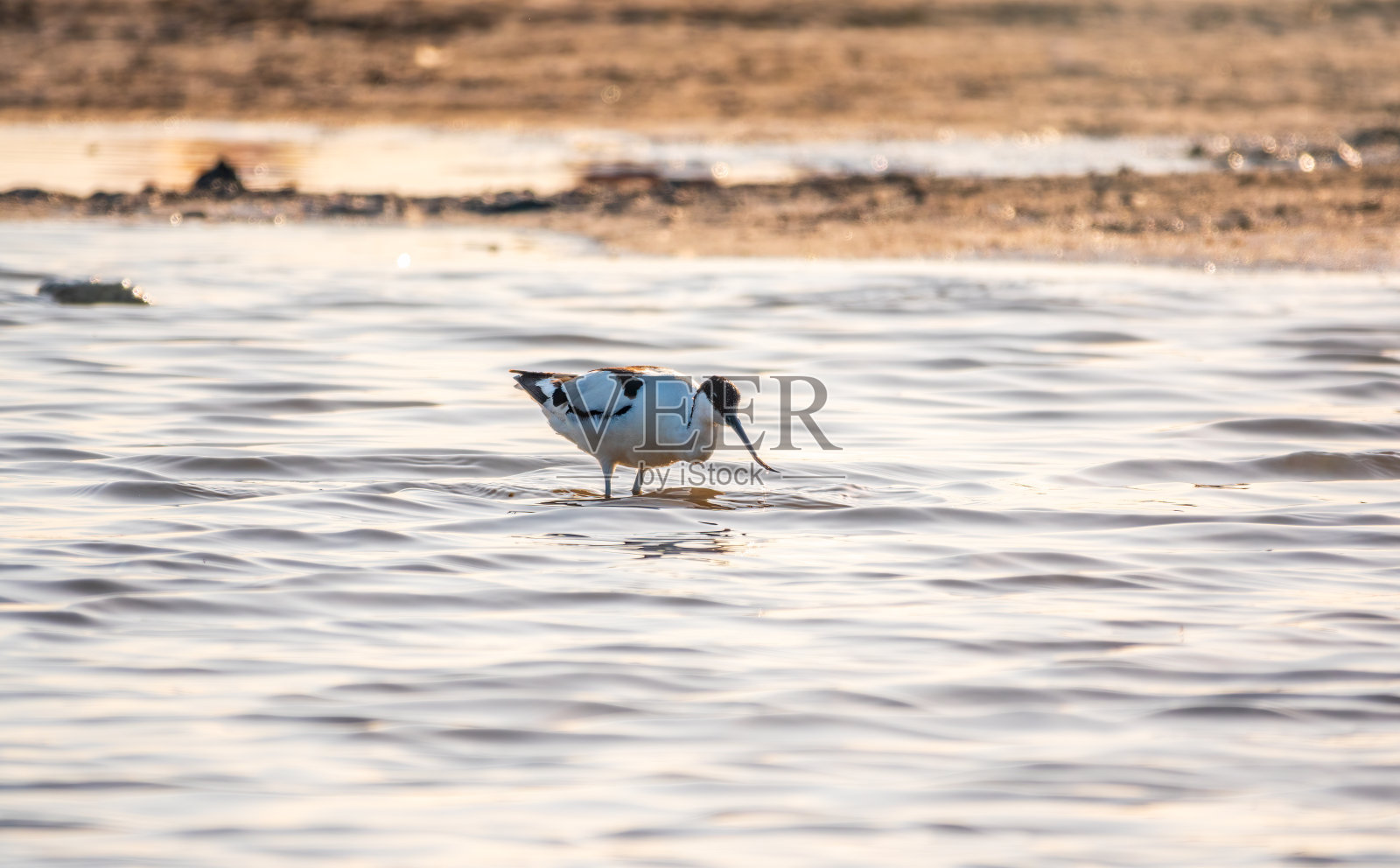 在湖中觅食的水鸟——鳄梨。彩叉鳄梨是一种黑色和白色的大型涉禽,长有向上翘起的长喙照片摄影图片