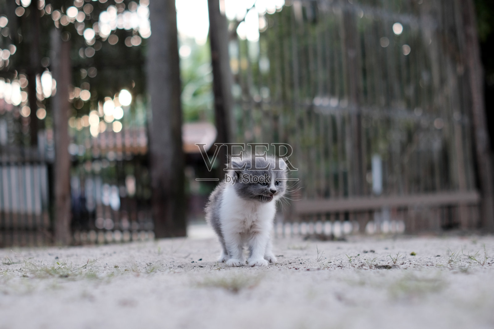 宠物的好看和表情照片摄影图片