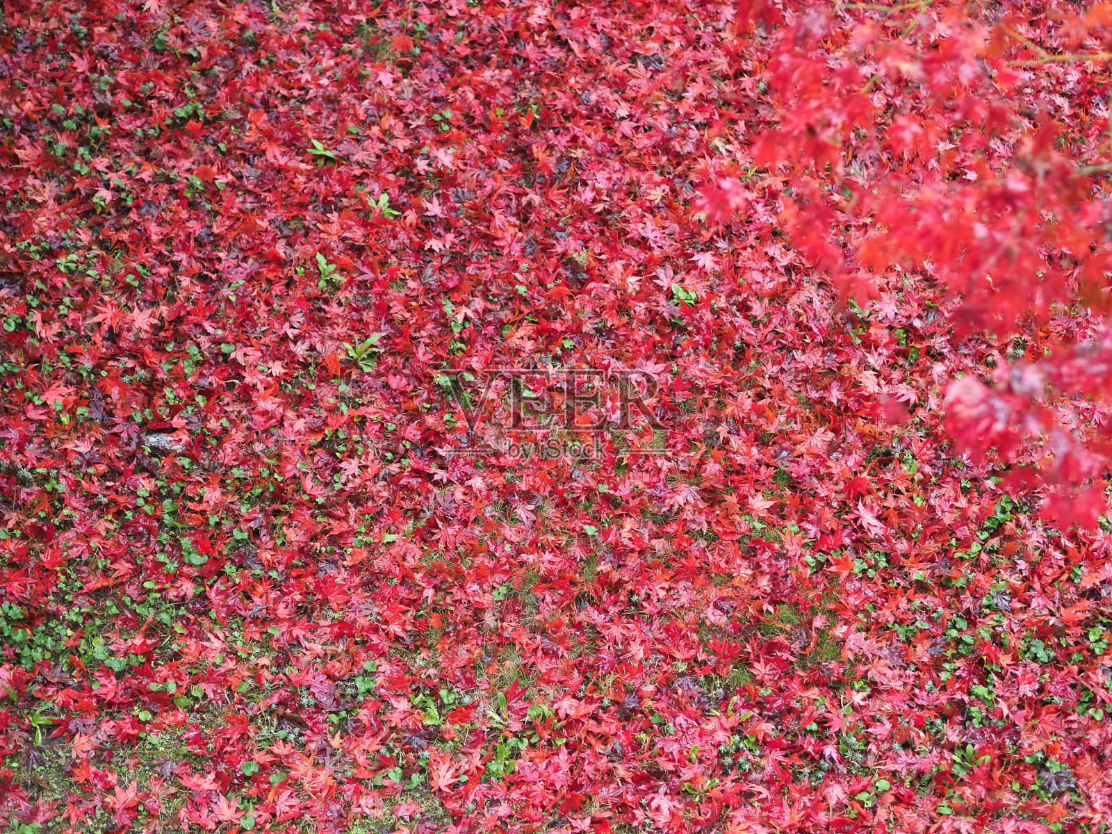 红叶纹理背景照片摄影图片