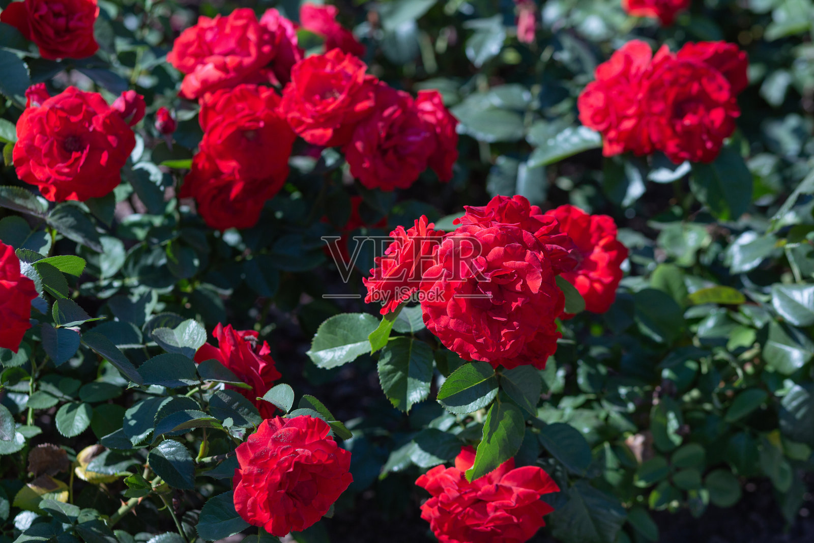 灌木的质地为红玫瑰或野玫瑰,以蔬菜为背景照片摄影图片