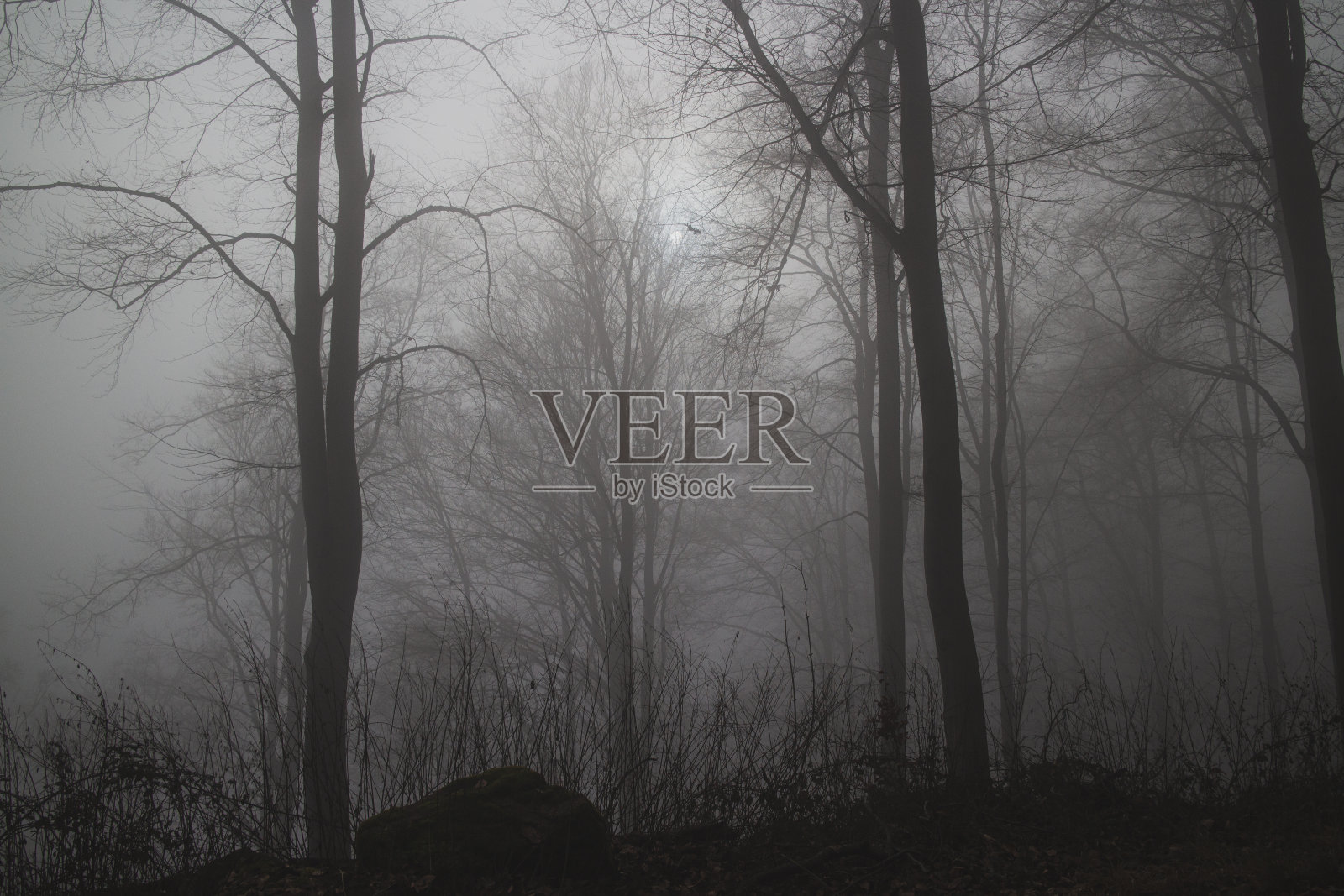 冬天森林里的晨雾照片摄影图片