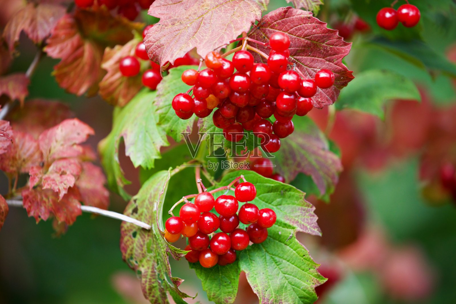 树枝上有红色的电流照片摄影图片