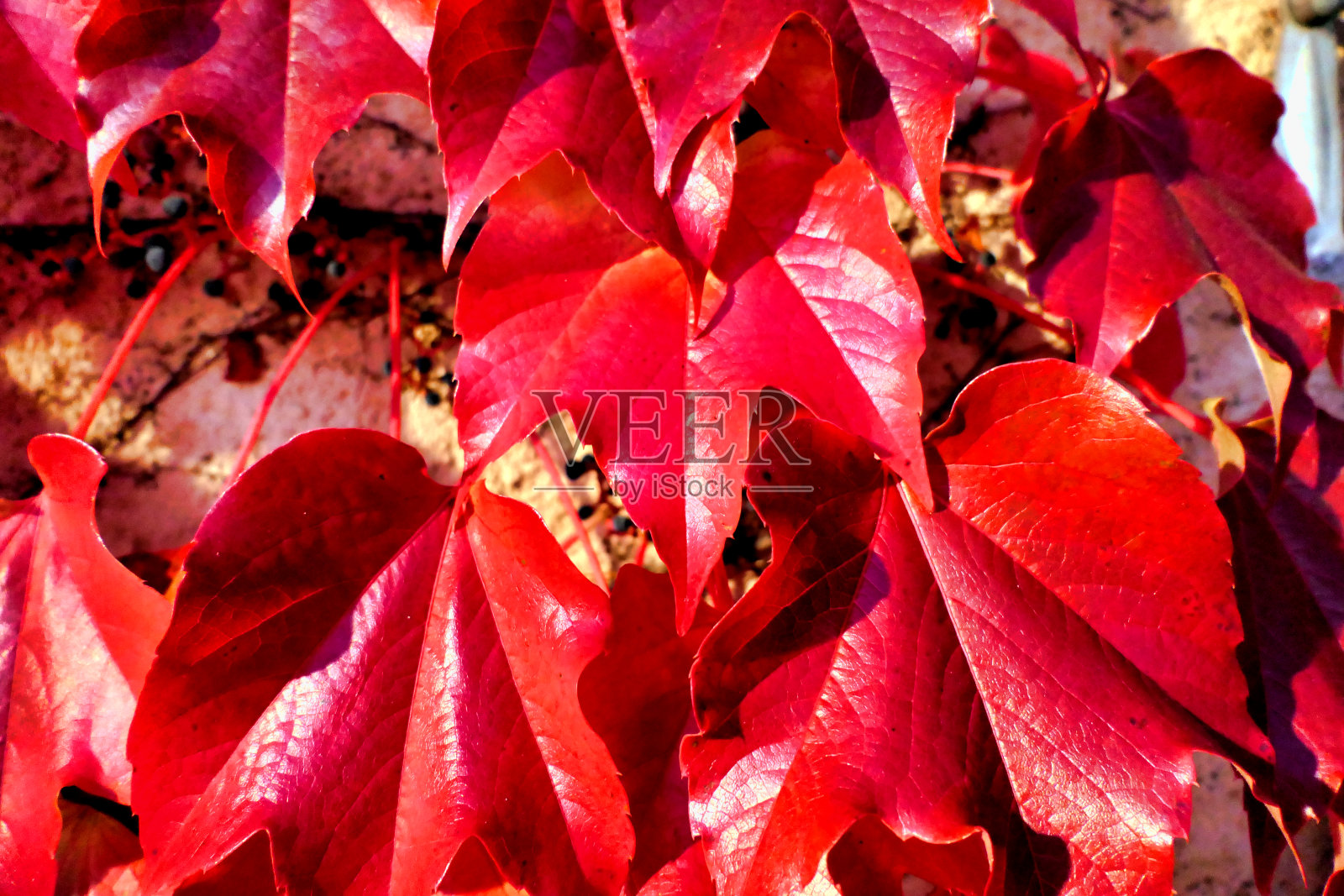 秋地锦树叶照片摄影图片