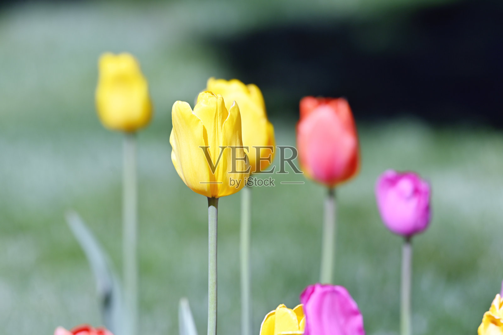 五颜六色的郁金香照片摄影图片