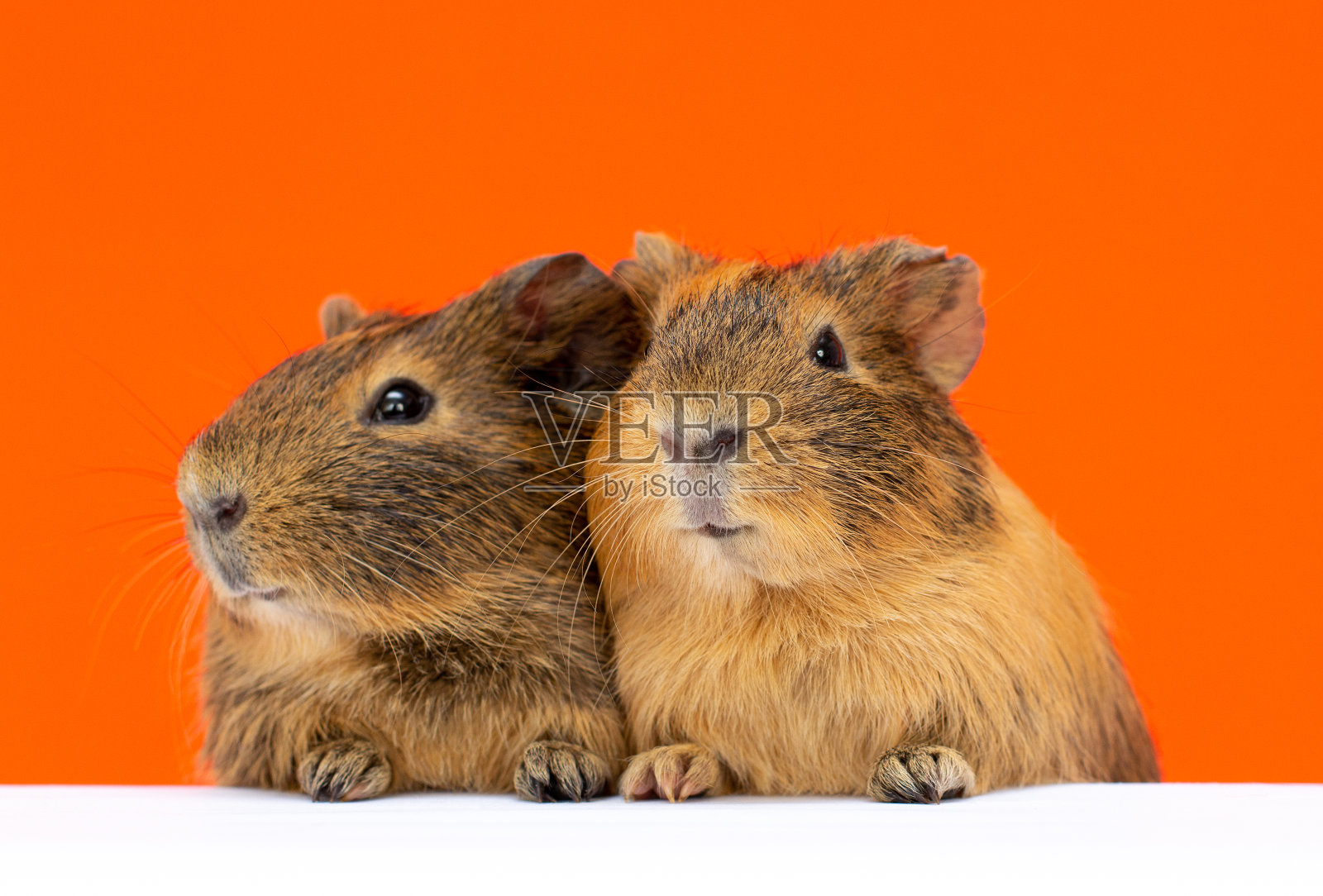 两个可爱的有趣的豚鼠在橙色的背景照片摄影图片