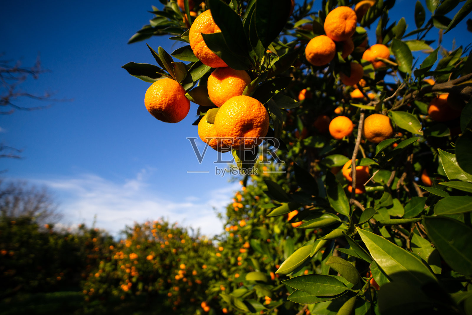 准备在多云的橘子园里采摘的橘子,冬天的水果照片摄影图片